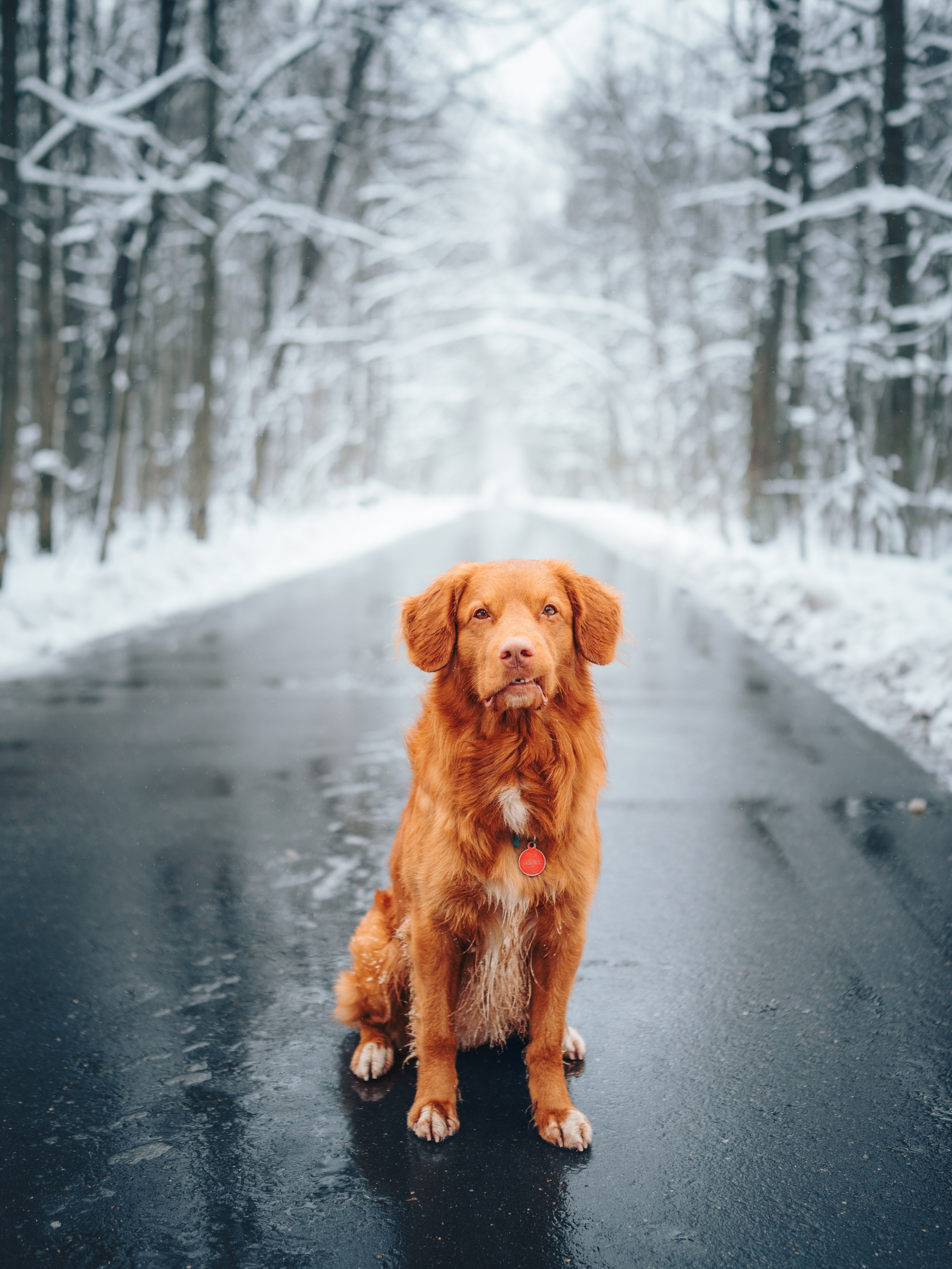 Наташа и Бубел. Семейный фотограф анималист Ананьева Мария — Москва