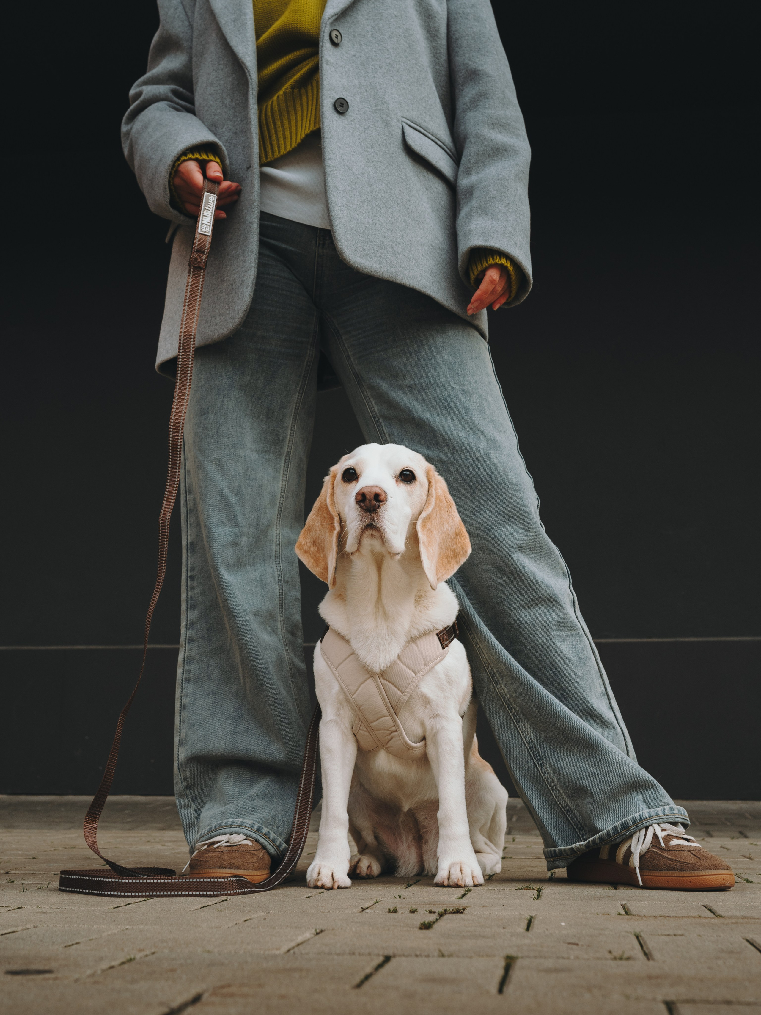 Pawsitive. Семейный фотограф анималист Ананьева Мария — Москва