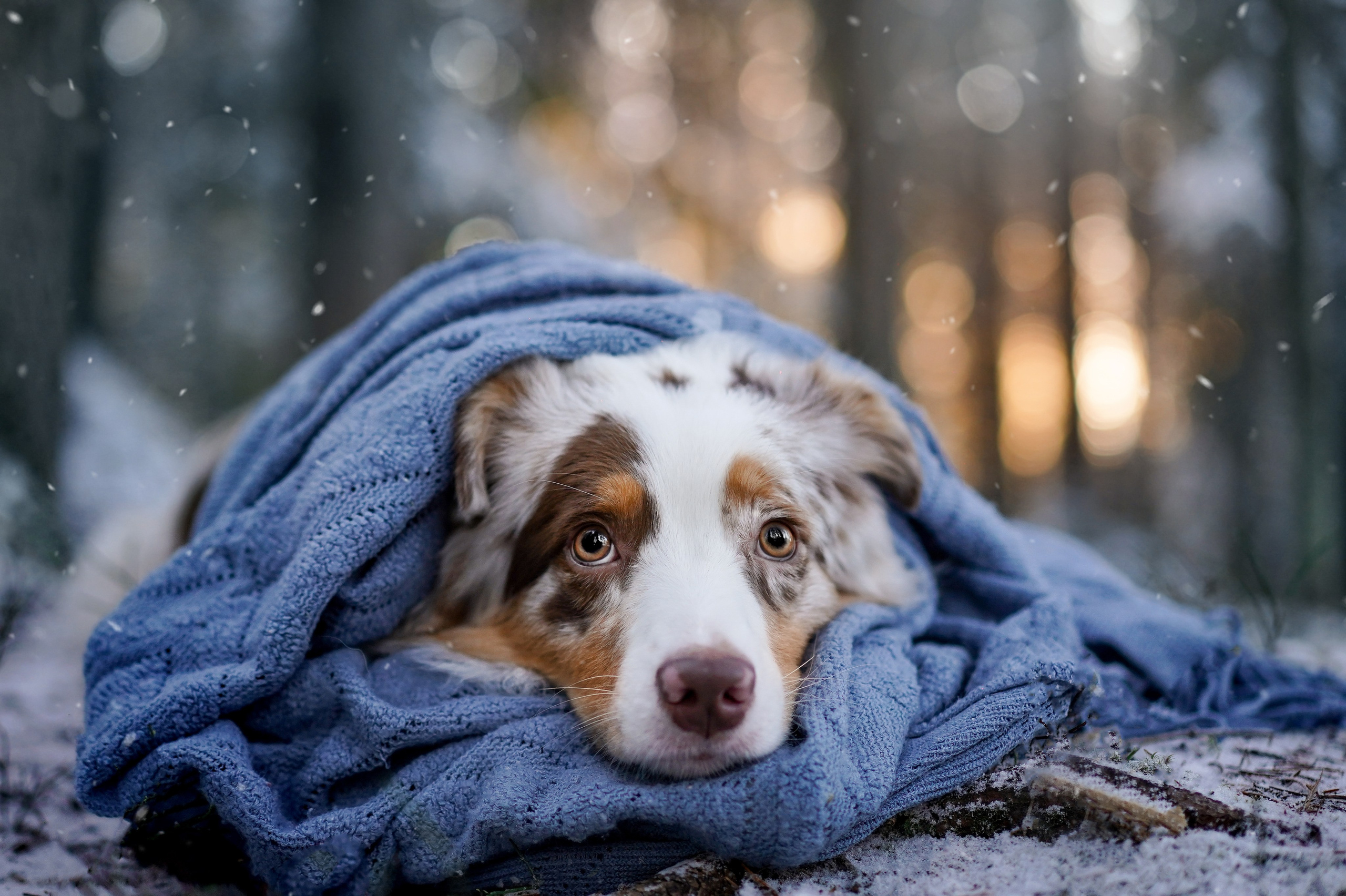 Панда зимний лес. Фотограф-анималист в Санкт-Петербурге Яна Мартынова
