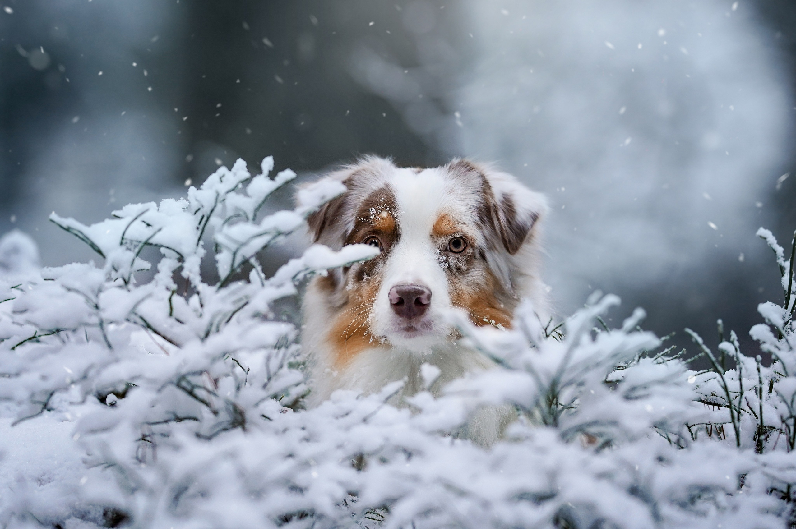 Панда зимний лес. Фотограф-анималист в Санкт-Петербурге Яна Мартынова