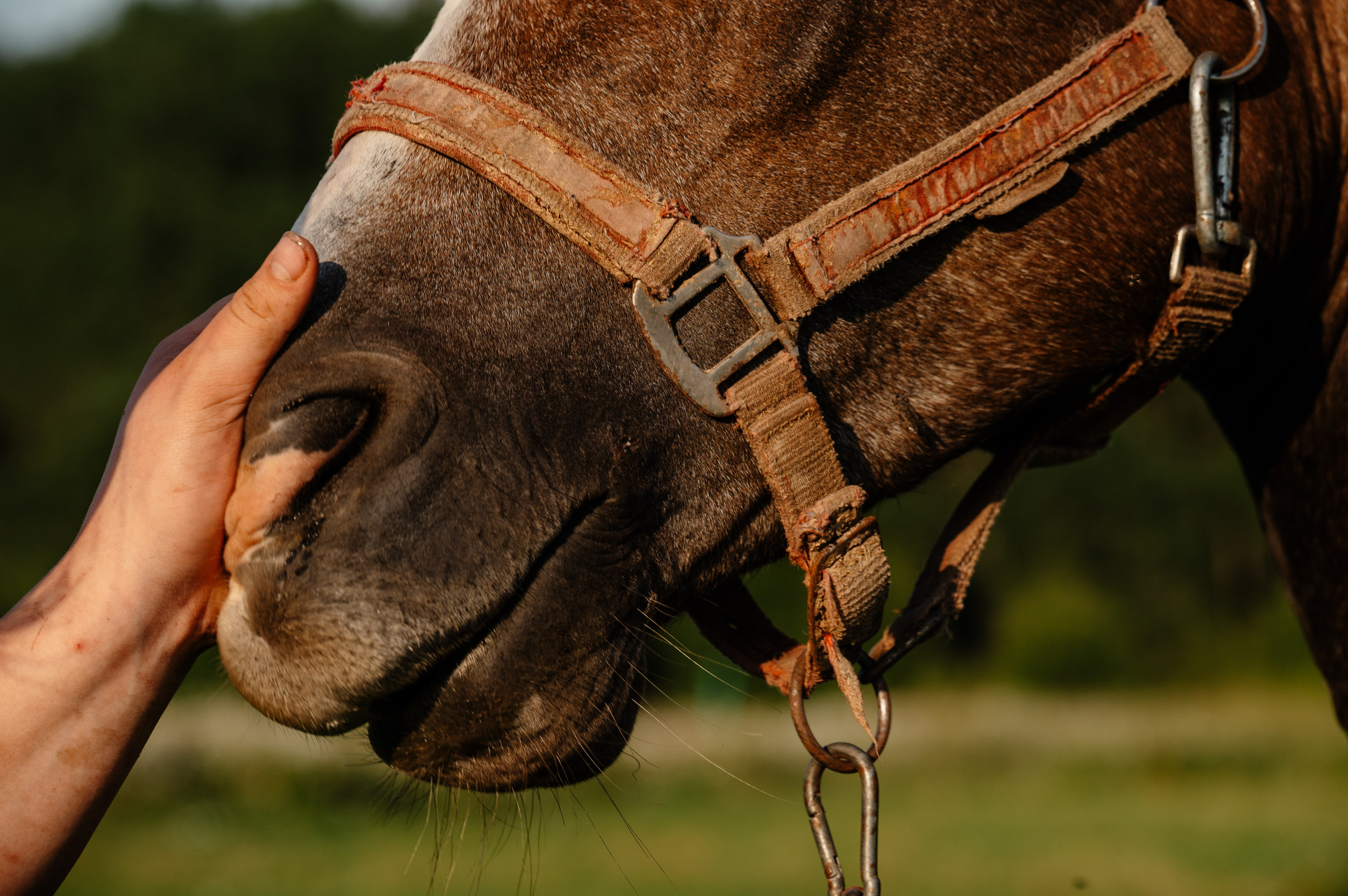 Фотограф-анималист в Санкт-Петербурге Анастасия Иванова