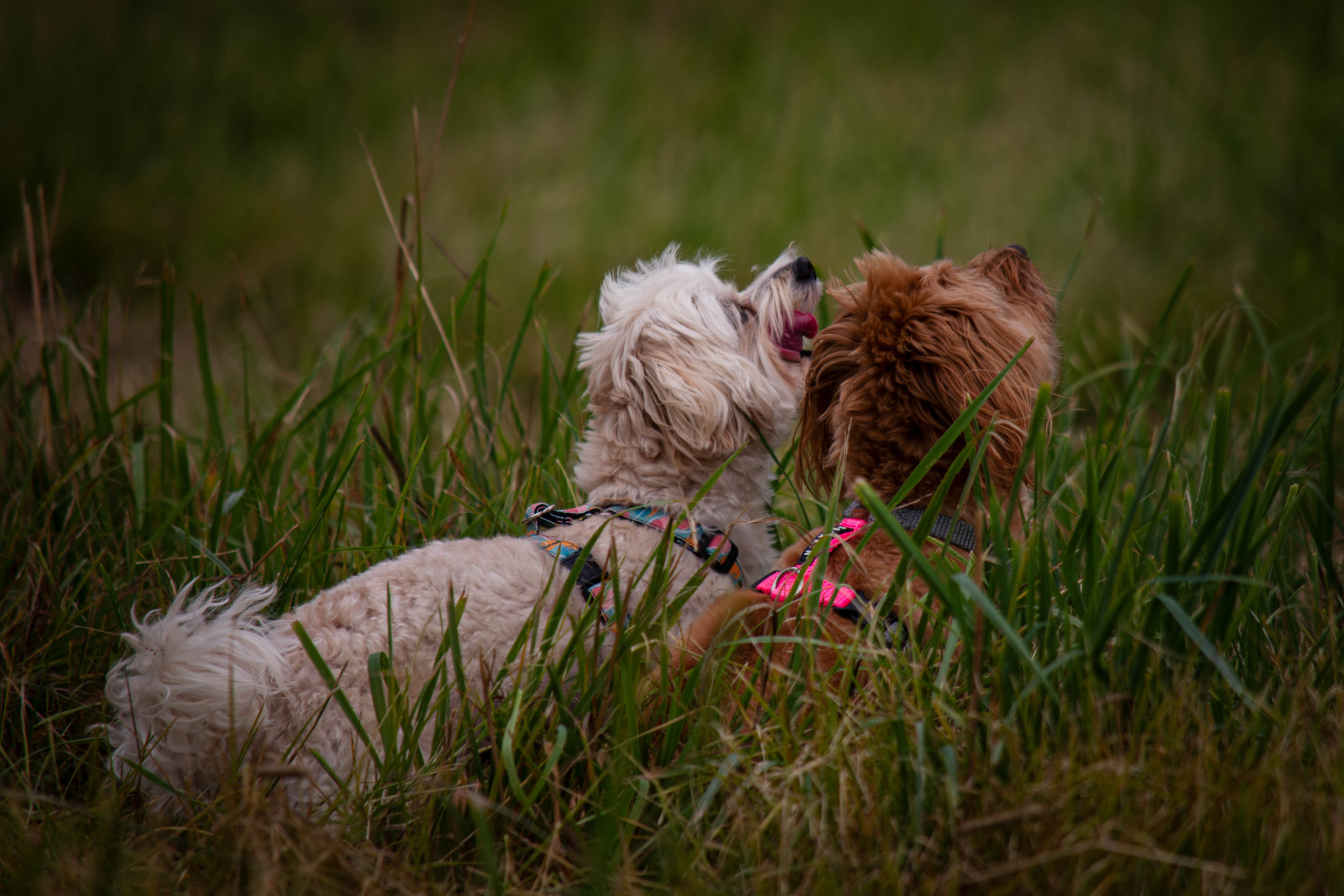 Прогулка в парке Митино. Фотограф Светлана Блинова, Москва и Московская область