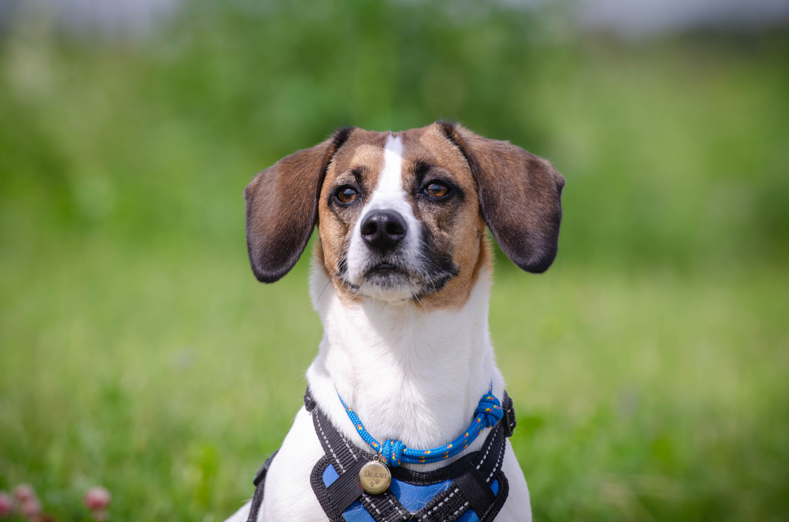 Прогулка (Лохин остров). Фотограф Светлана Блинова, Москва и Московская область