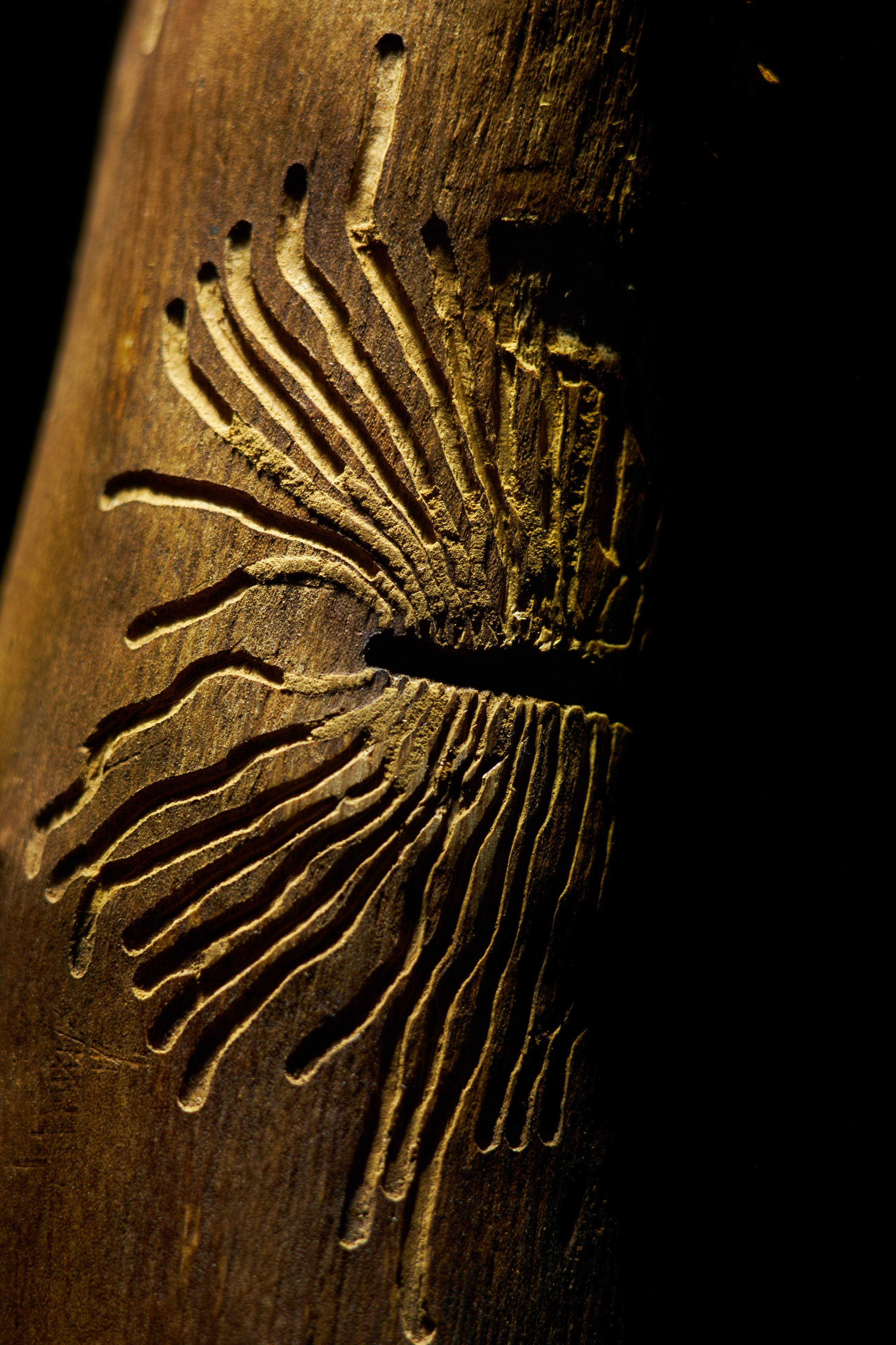 «Красок Тьма Полна». Арт-фотограф во Владивостоке Дмитрий Осипчук