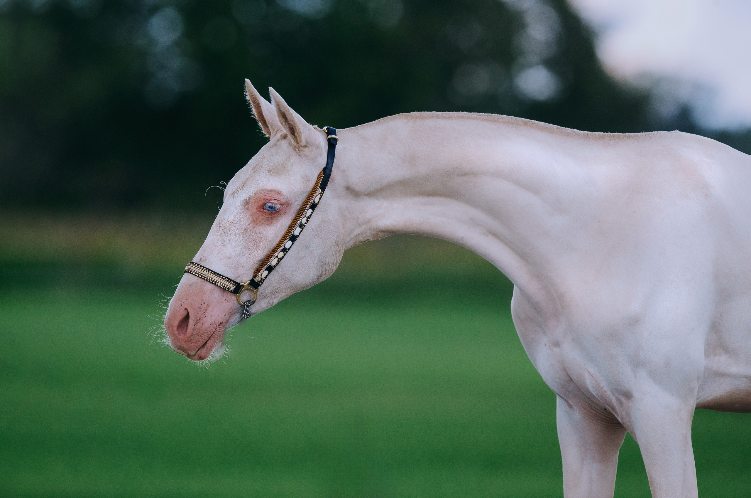 На природе. Фотограф-анималист Ксендзова Кристина