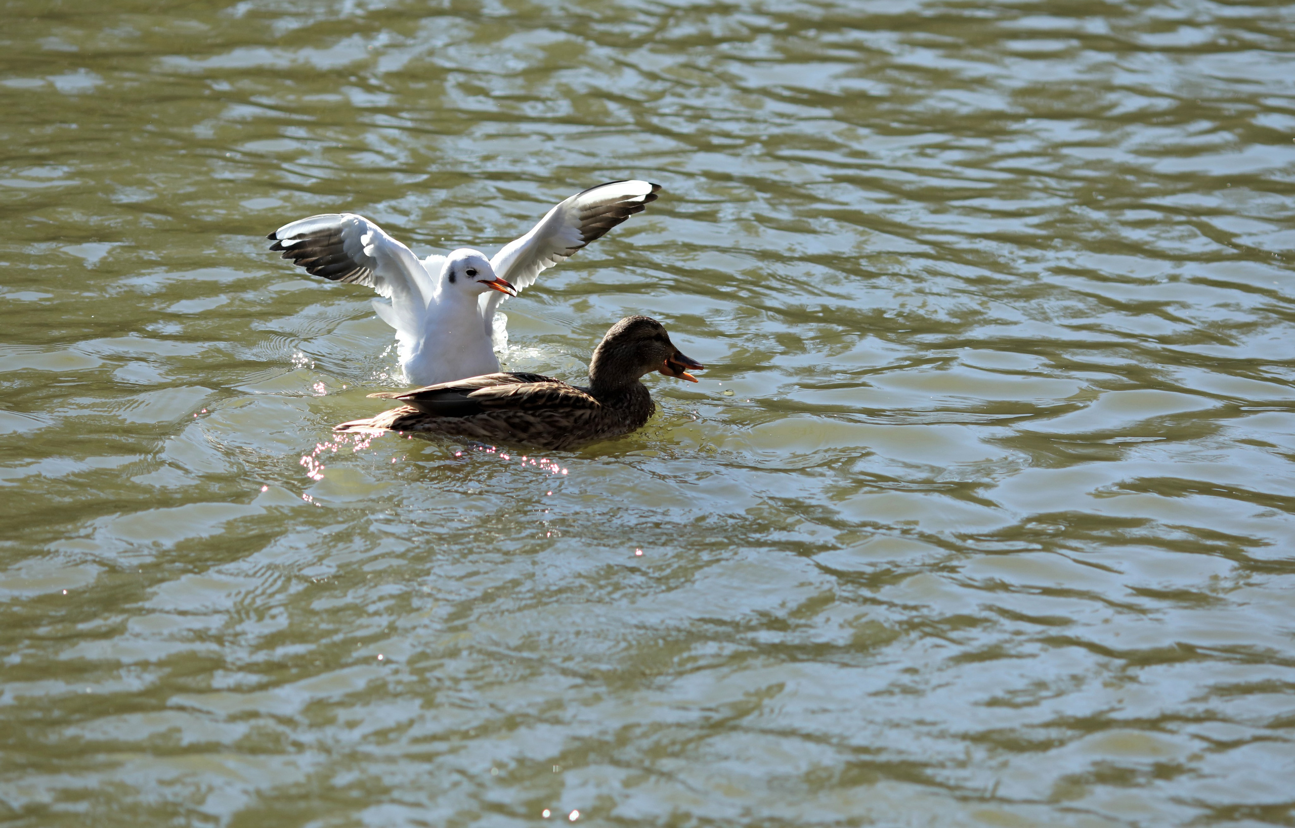 Птицы и животные южного региона. Фото-художник и Репортажный фотограф Николаев Александр Алексеевич