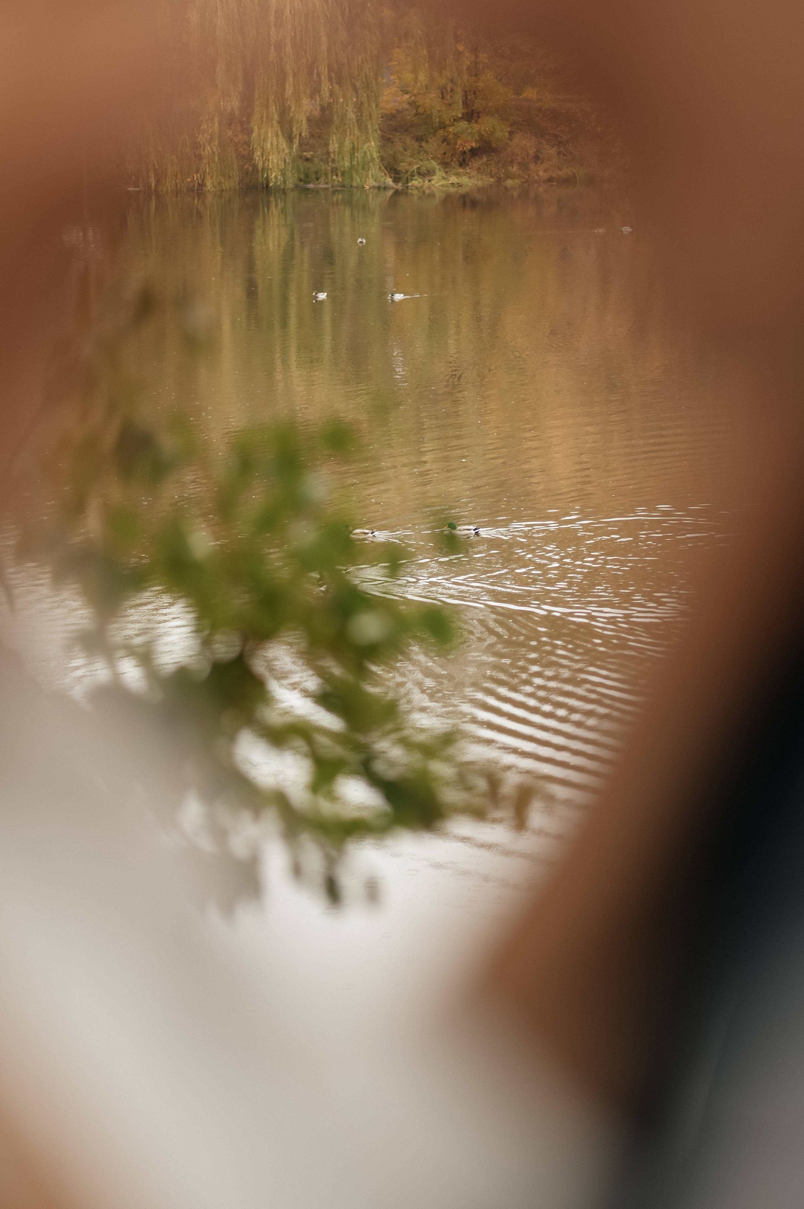 Алина & Антон. Семейный фотограф Олеся Батурина Рязань