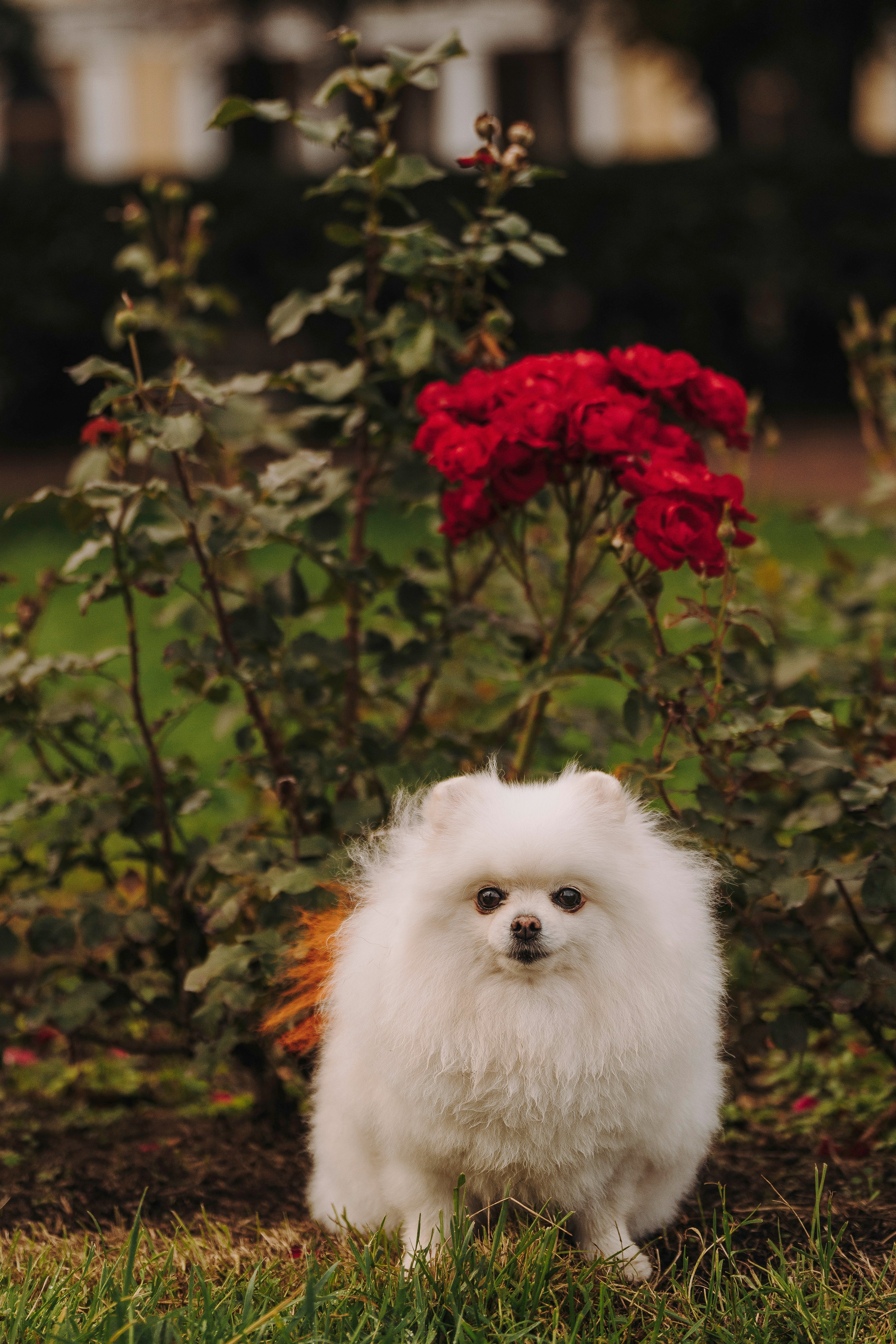Фотосессия с померанским шпицем. Фотограф анималист в Спб недорого Олеся Майорова