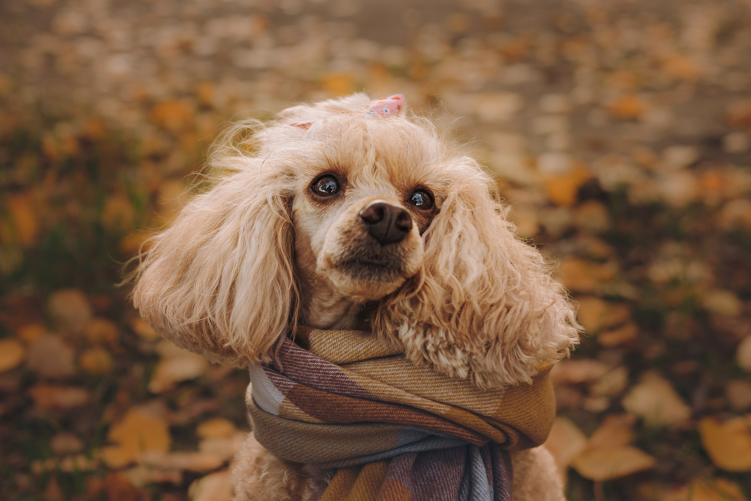 Фотосессия с собакой на пляже. Фотограф анималист в Спб недорого Олеся Майорова