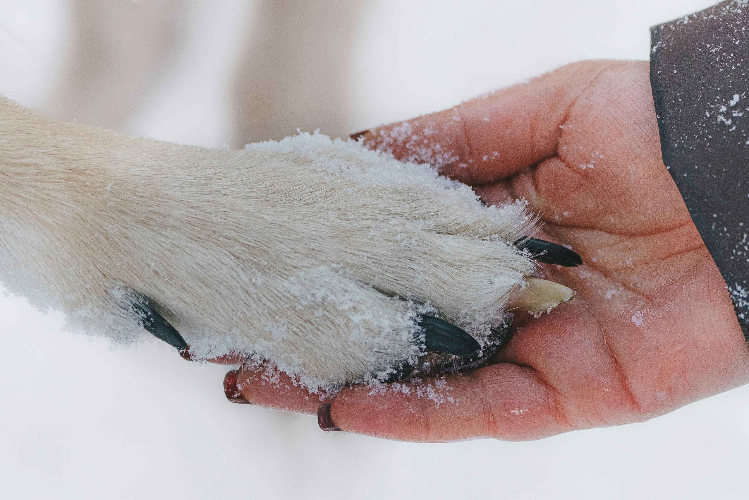 Рэй, Кузя, Ольга и Александр. Фотограф анималист в Спб недорого Олеся Майорова