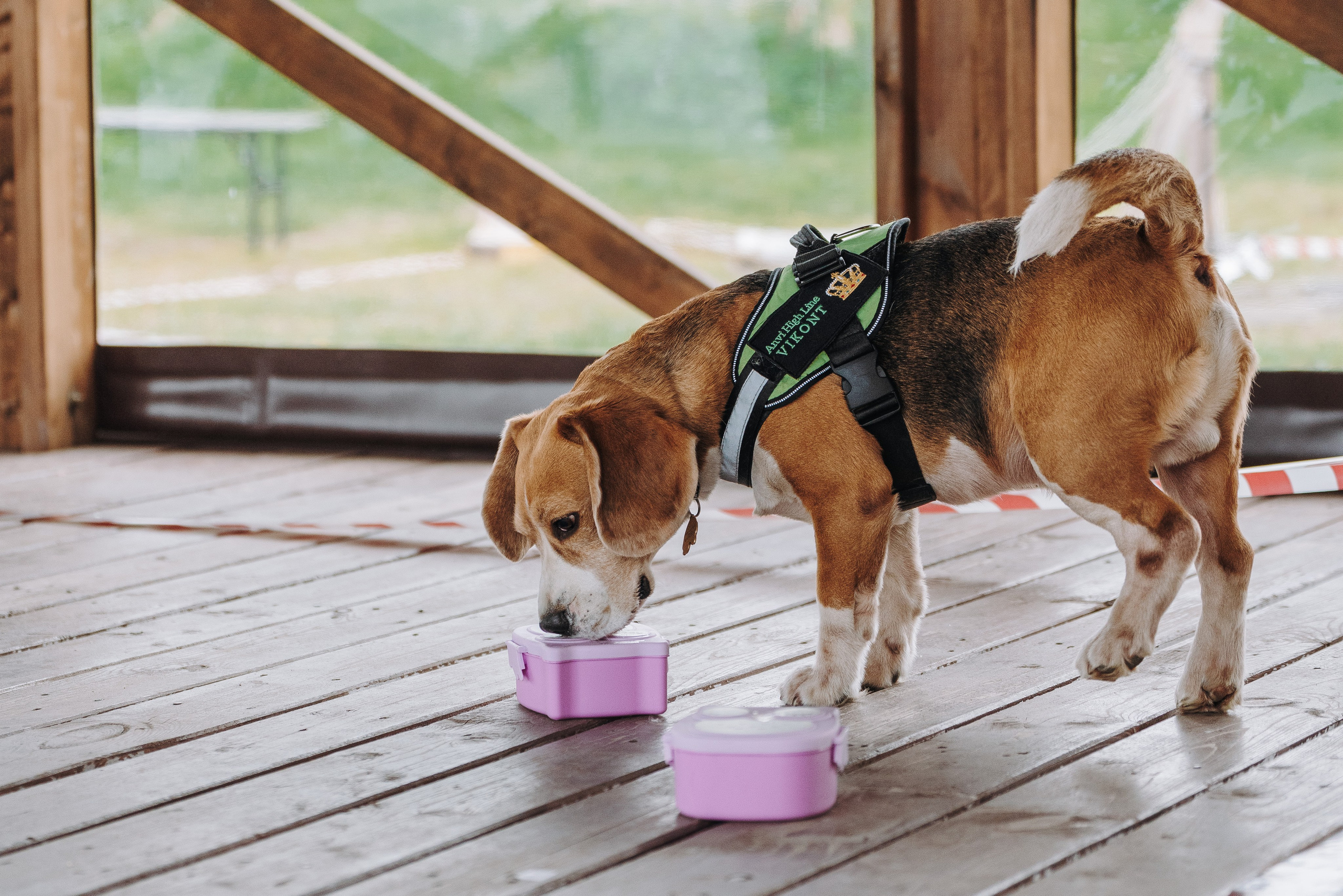 Соревнования по ноузворку в Лосево. Фотограф анималист в Спб недорого Олеся Майорова