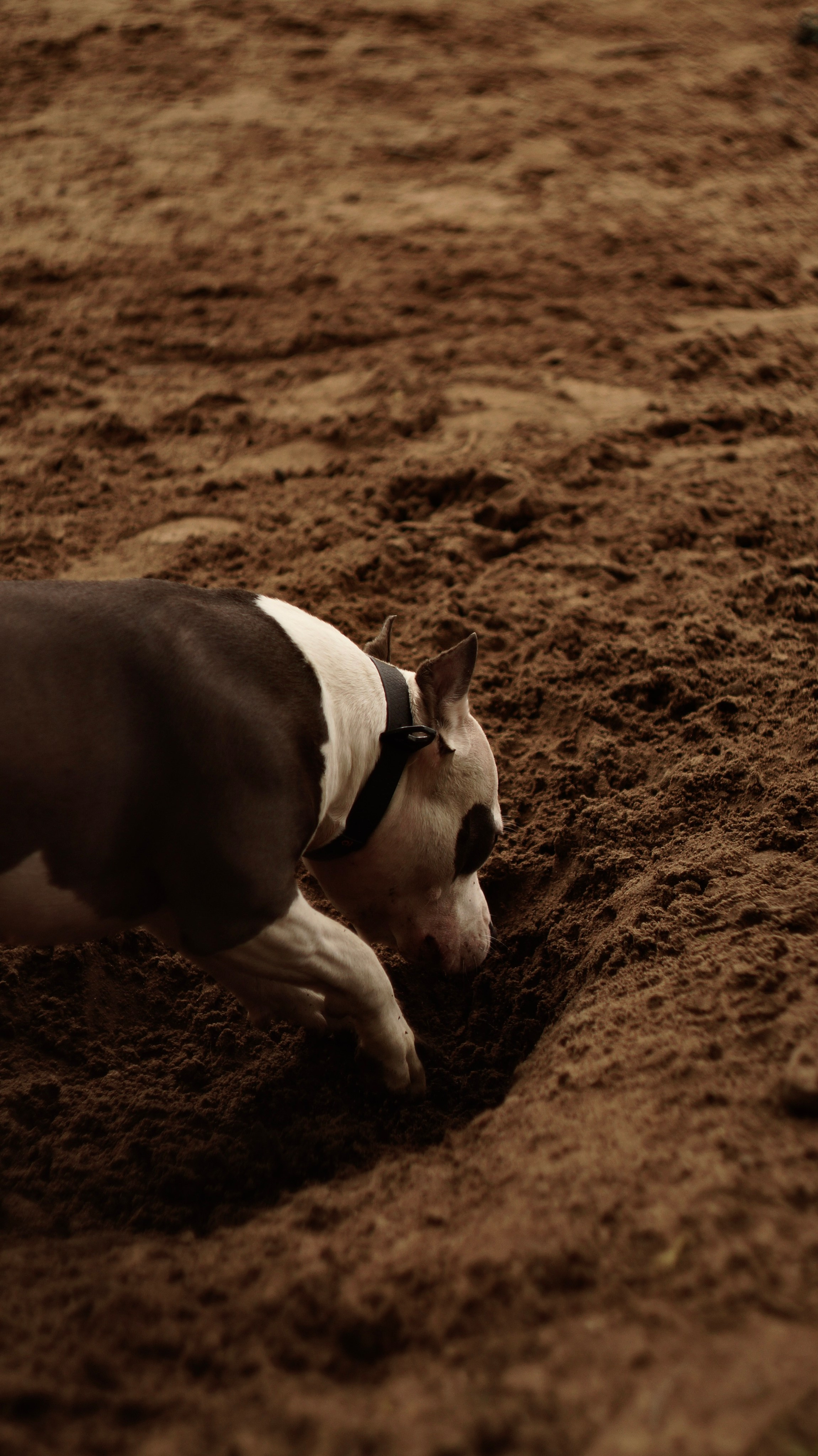 Луна. Профессиональный фотограф