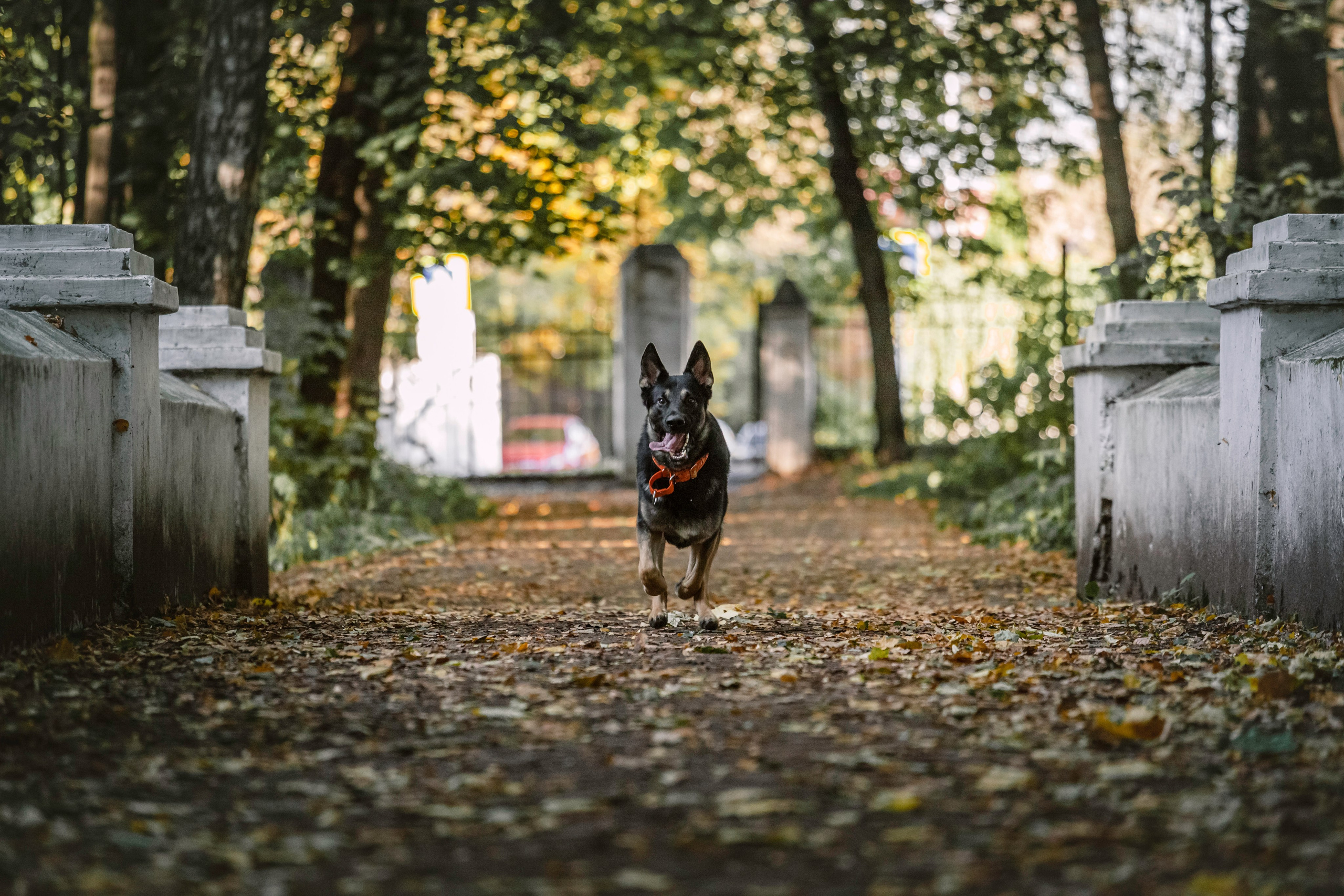 Илай. Фотограф-анималист Татьяна Степанова