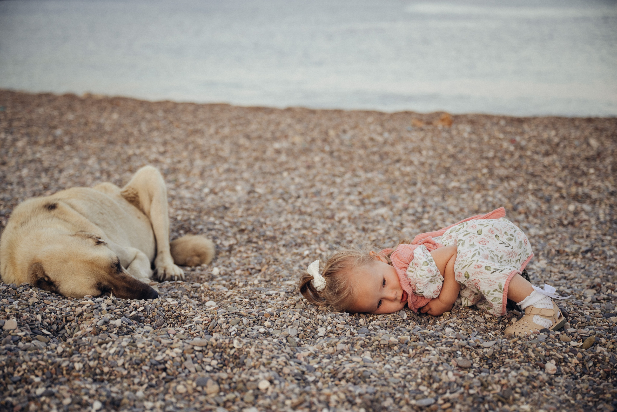 По пути к маковому полю. Анна Лобанова | фотограф