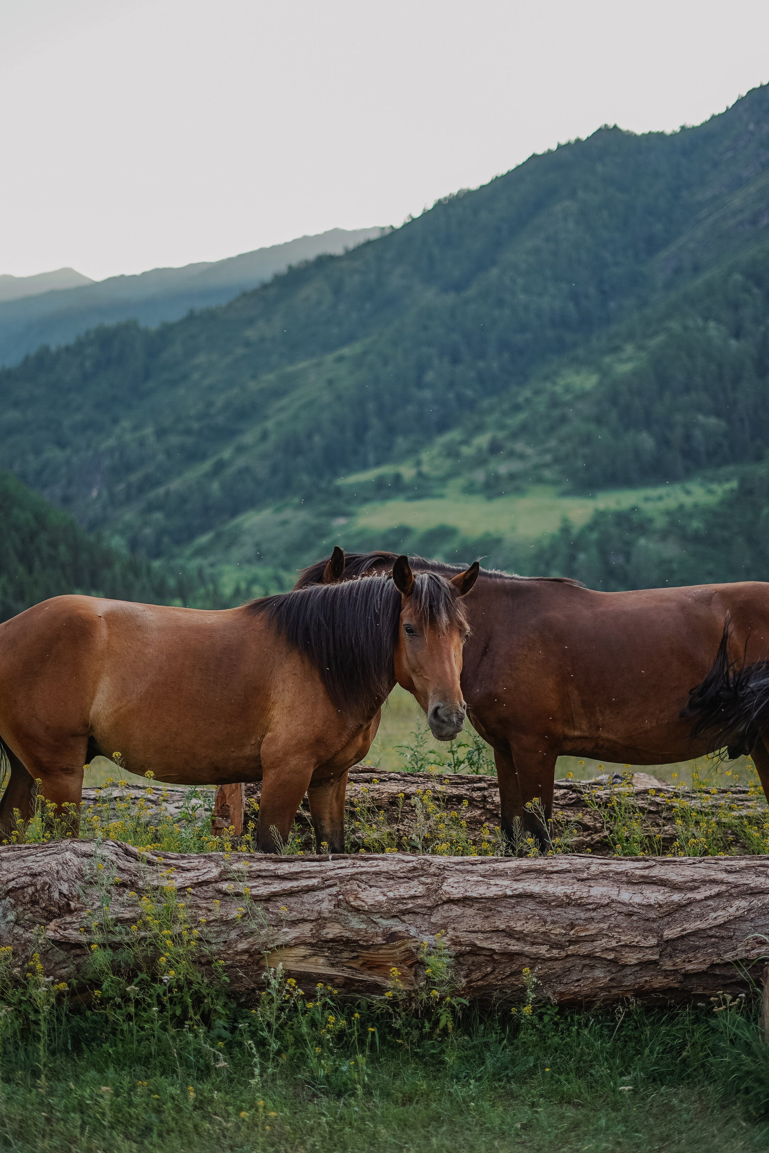 Алтай, поход к Белухе 2023. Фотограф Ольга Пучкова