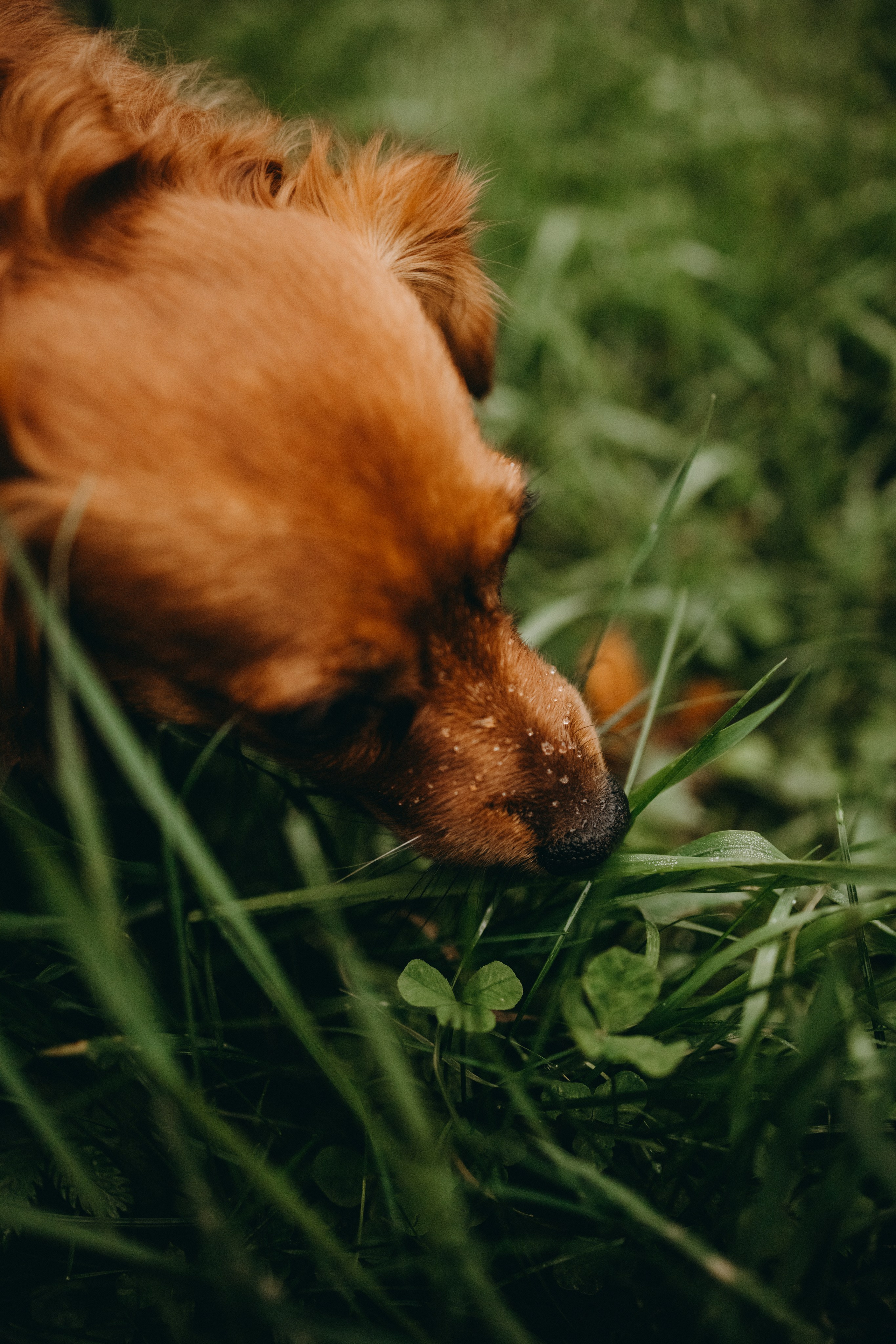 Жу и ее семья. Фотограф — Анималист | Санкт-Петербург