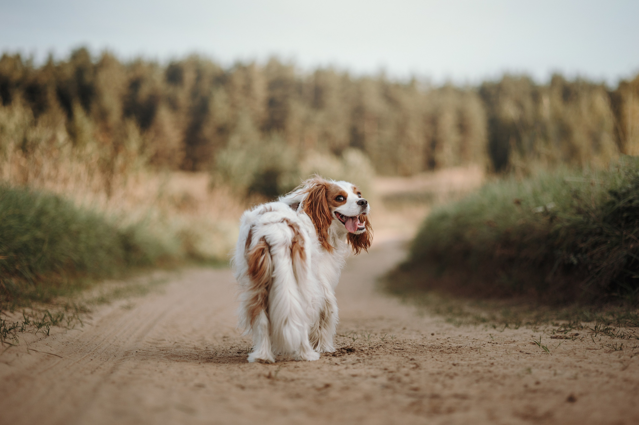 Влада и Белла. Фотограф — Анималист | Санкт-Петербург