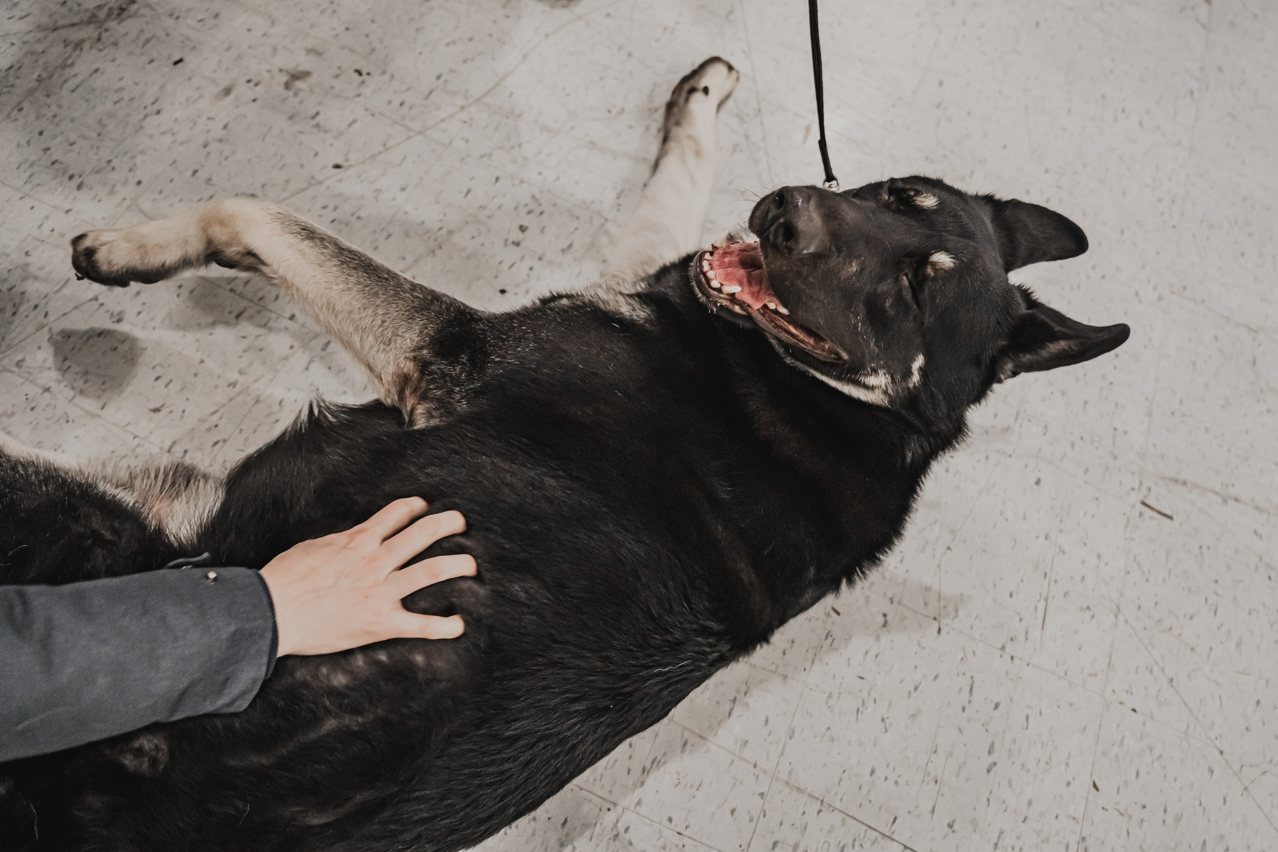 Международная выставка собак всех пород. Репортажный фотограф Анастасия Рубцова