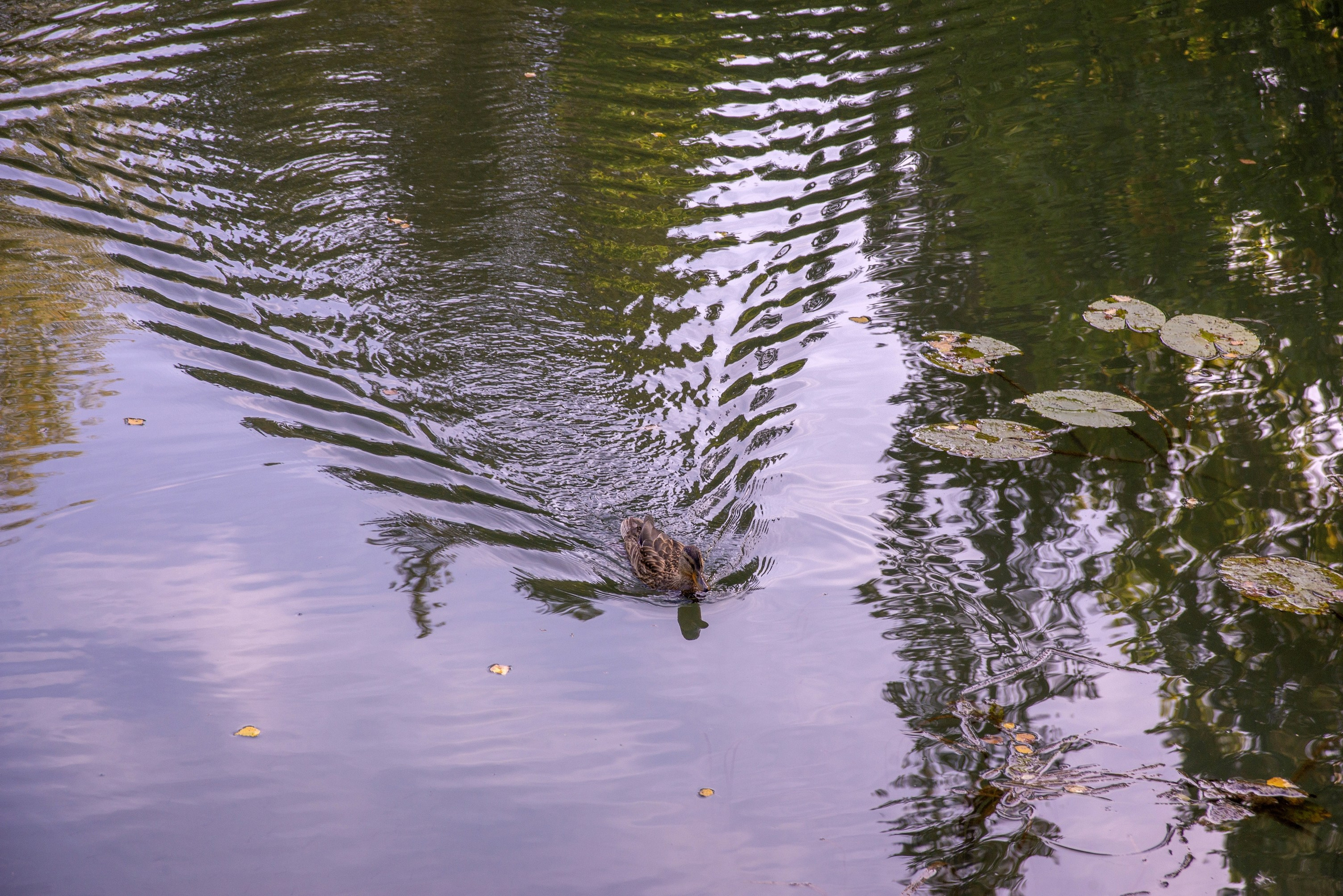 Абрамцево. Сентябрь 2023. Игорь Жучков. Россия увиденная глазами путешествующего фотографа