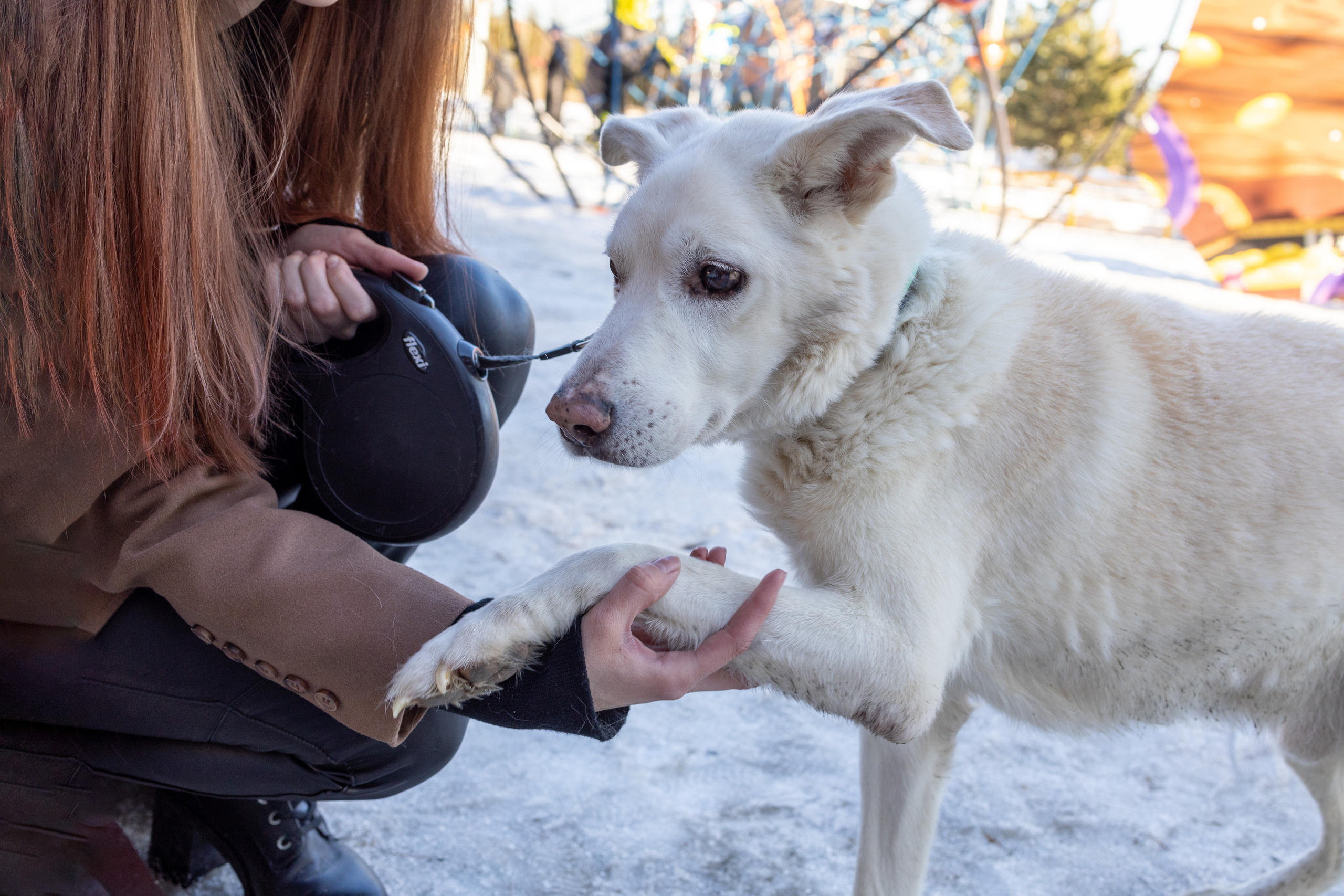 Алёна и Белик. Репортажный и студийный фотограф в Москве — Софи