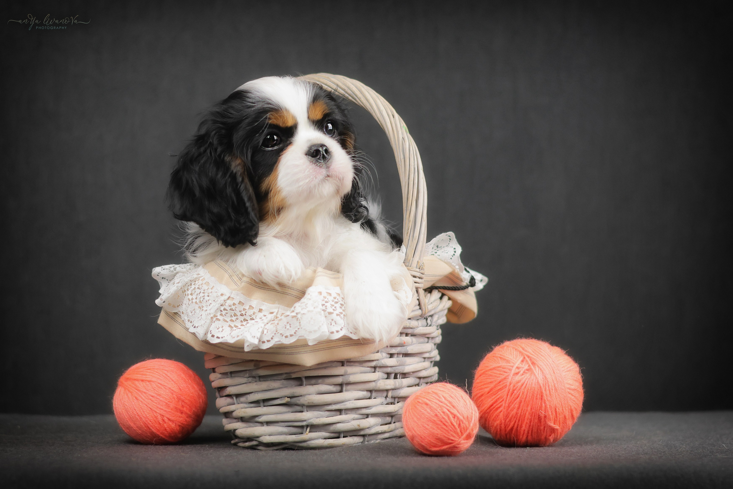 Кавалерчики. Фотограф анималист Аня Ливанова | Рыбинск