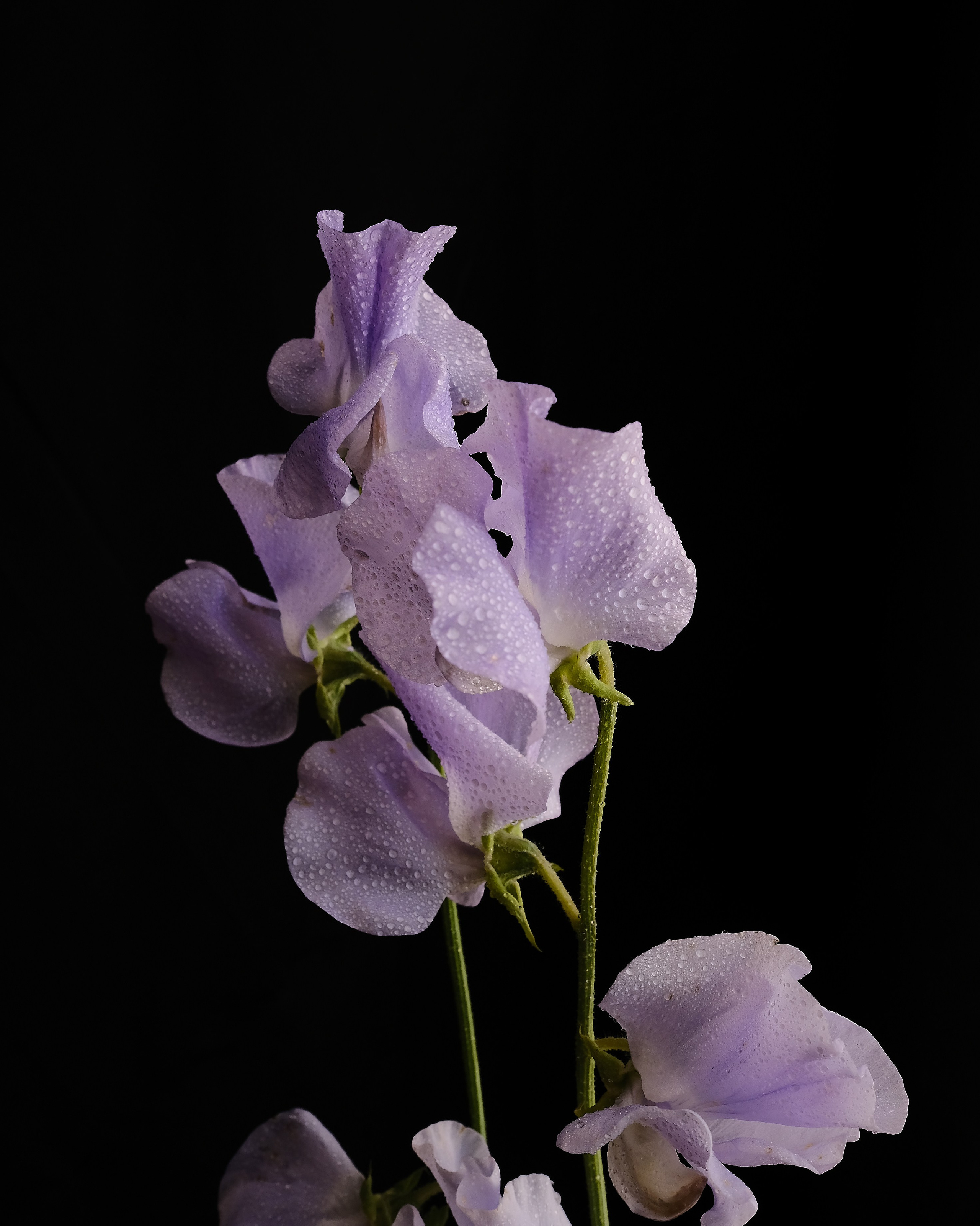 Творчество. Портретный и репортажный фотограф в Санкт-Петербурге Дарья Сибирякова