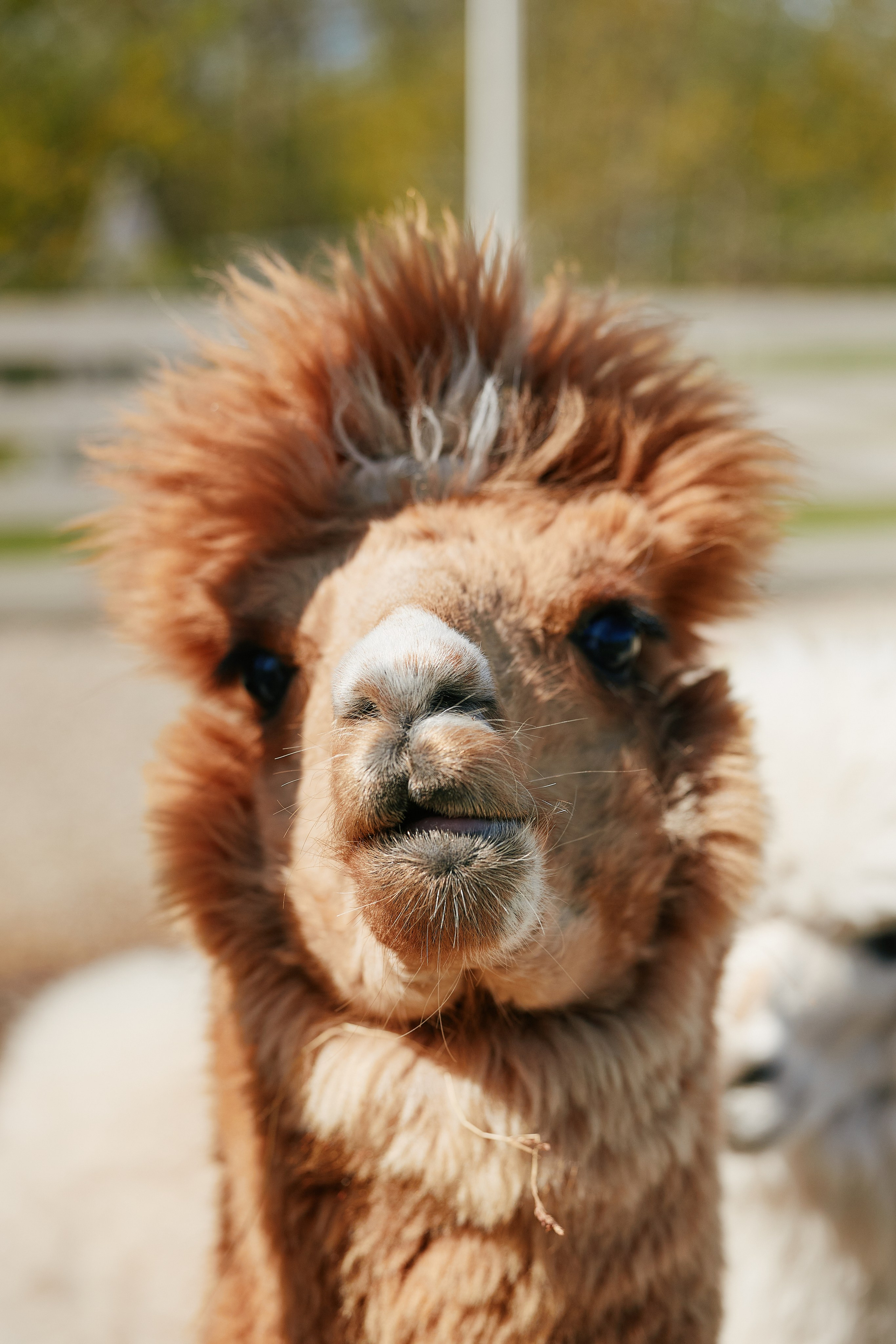 PRIVATE Weekend на Ферме Альпак 19.04. Свадебный репортажный фотограф краснодар максим дремов дрёмов фотосессия студия цена