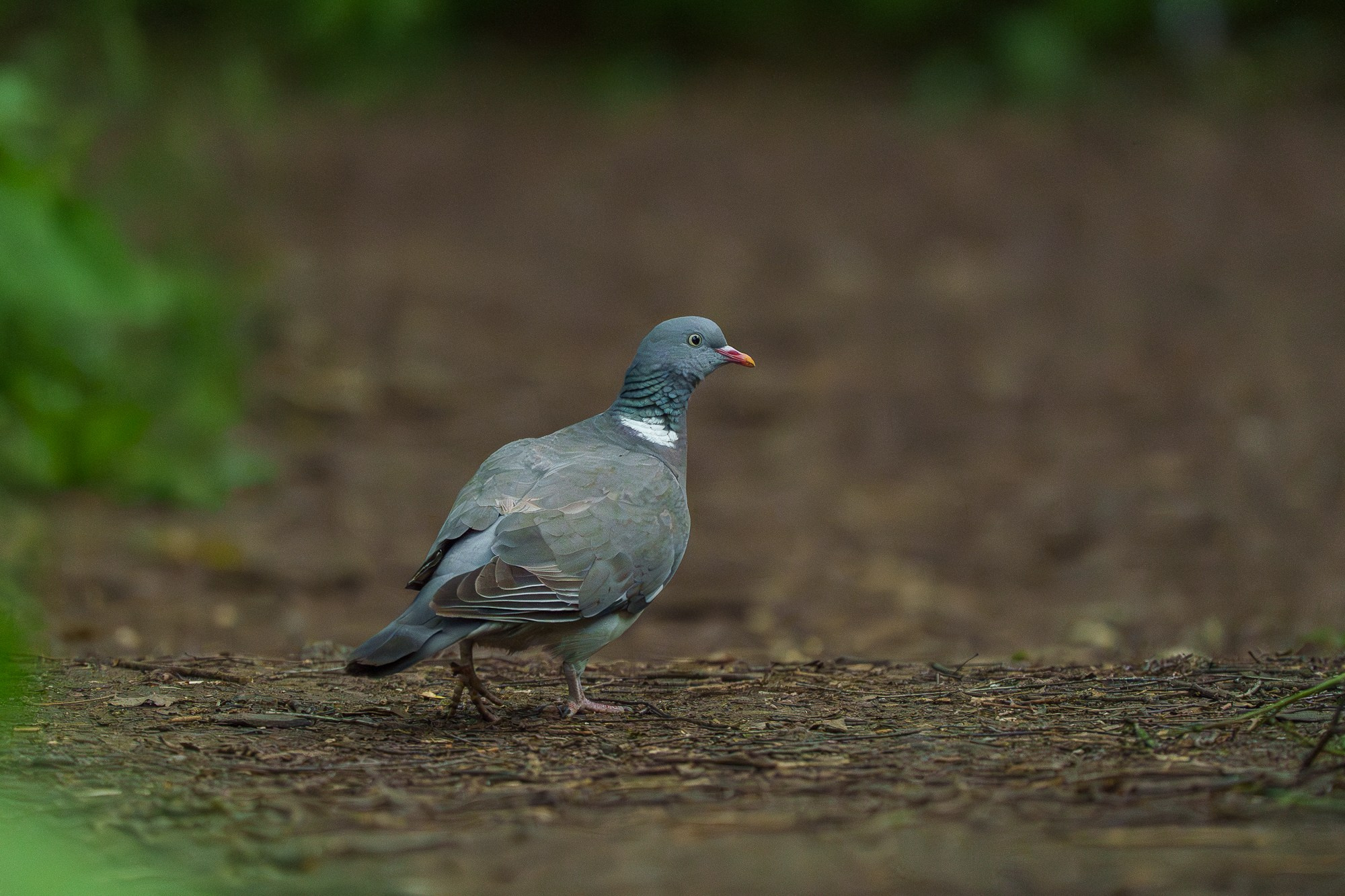 Удивительные мир птиц. Вокруг нас столько прекрасного — присмотритесь!. Ваш личный фотограф Марина Волкова