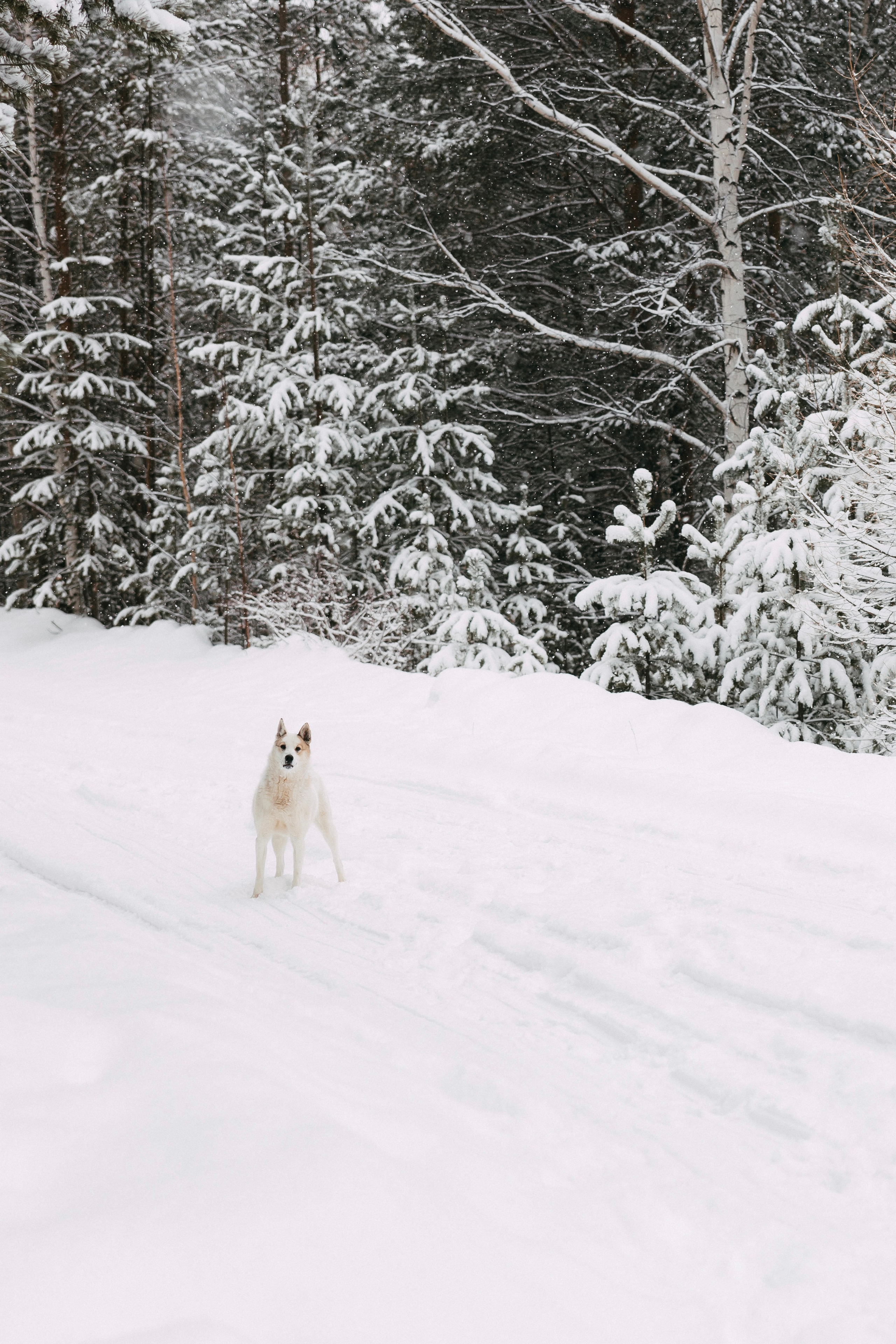 Лесная история. Свадебный и семейный фотограф Анна Печенкина