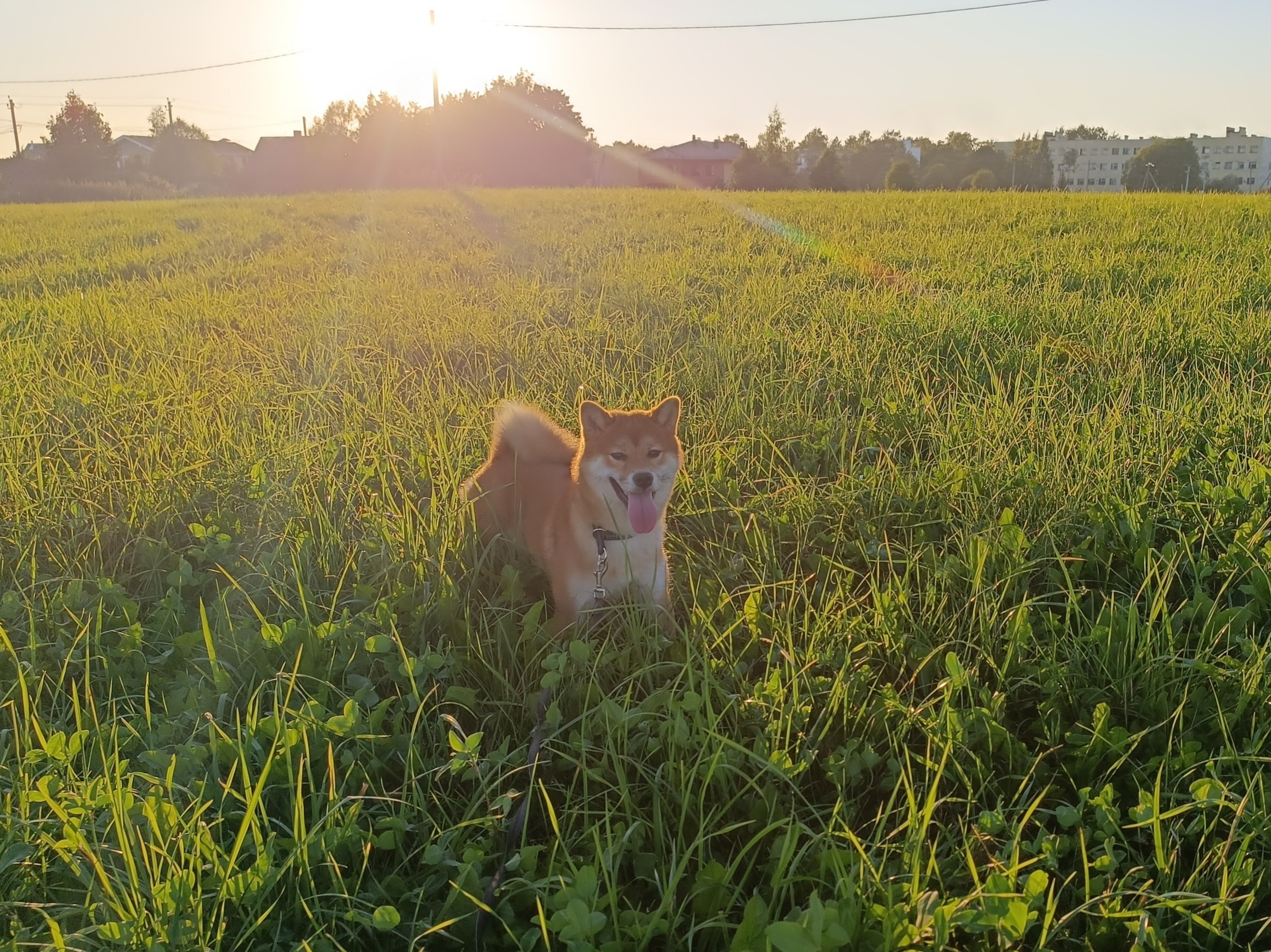 Сиба Rubylight Ellis питомник Рубилайт