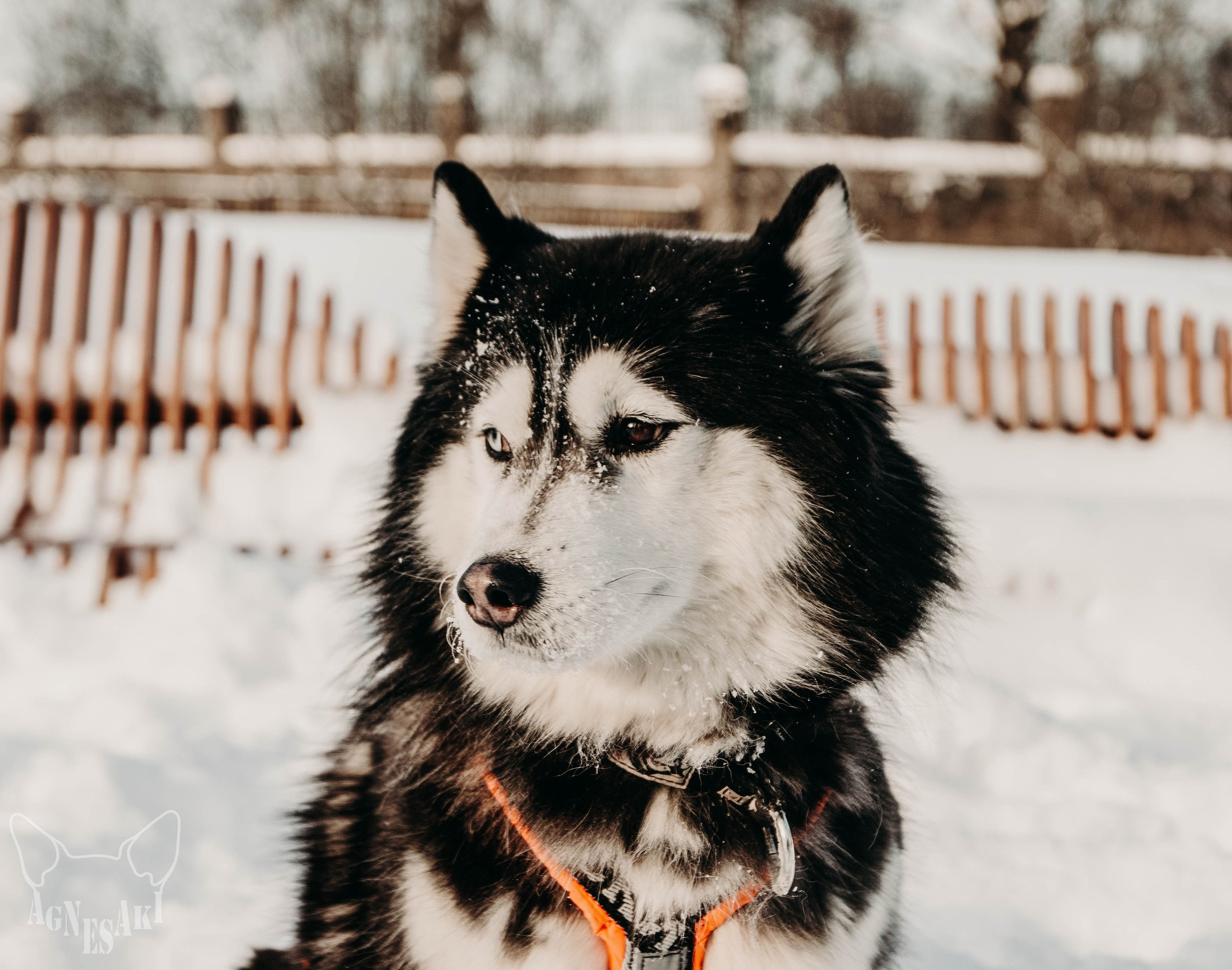 Артем и Елена. Agnes Aki  Твой НЮ фотограф в Москве