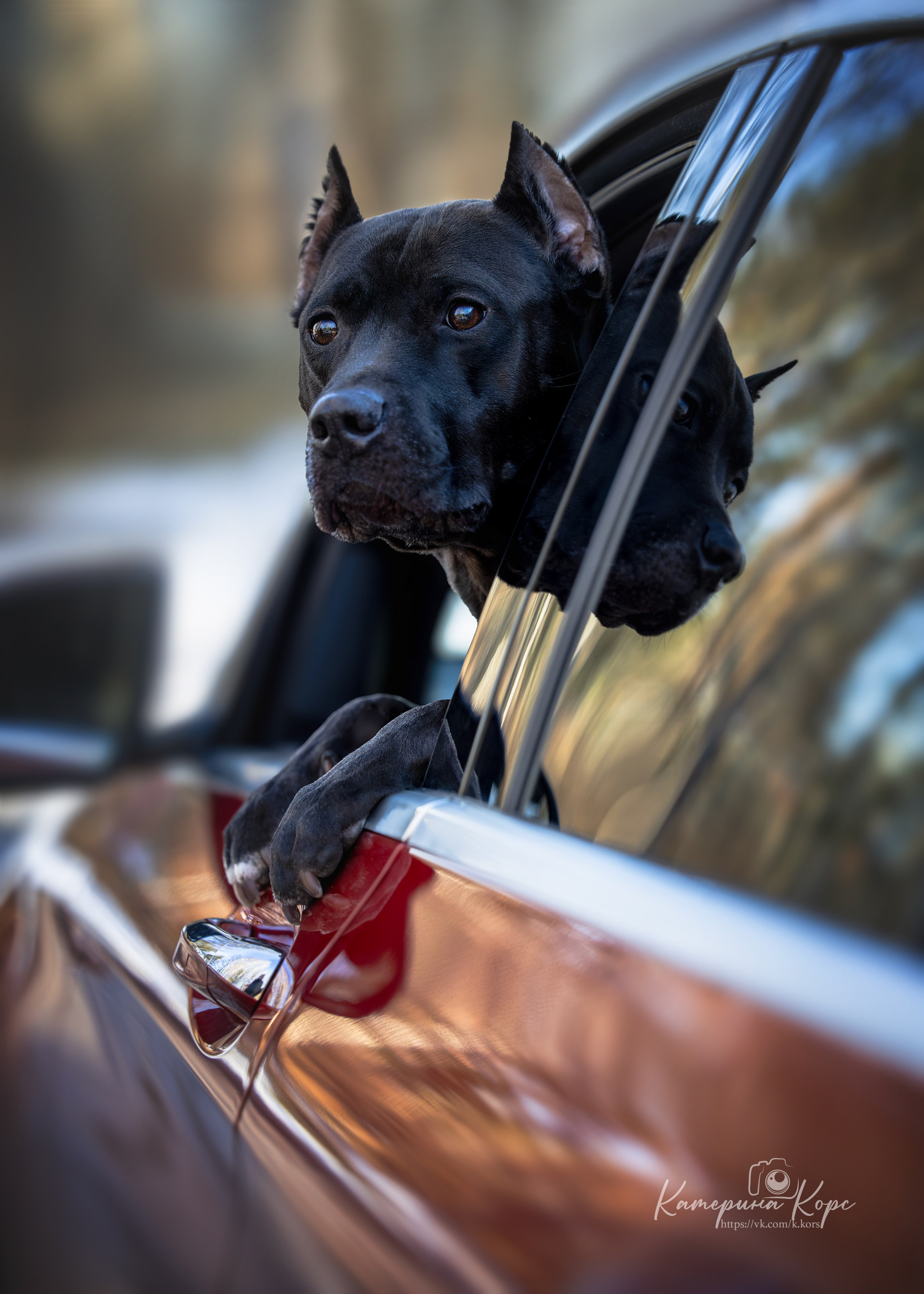 АПБТ DRAGON'S JOKER. Главная