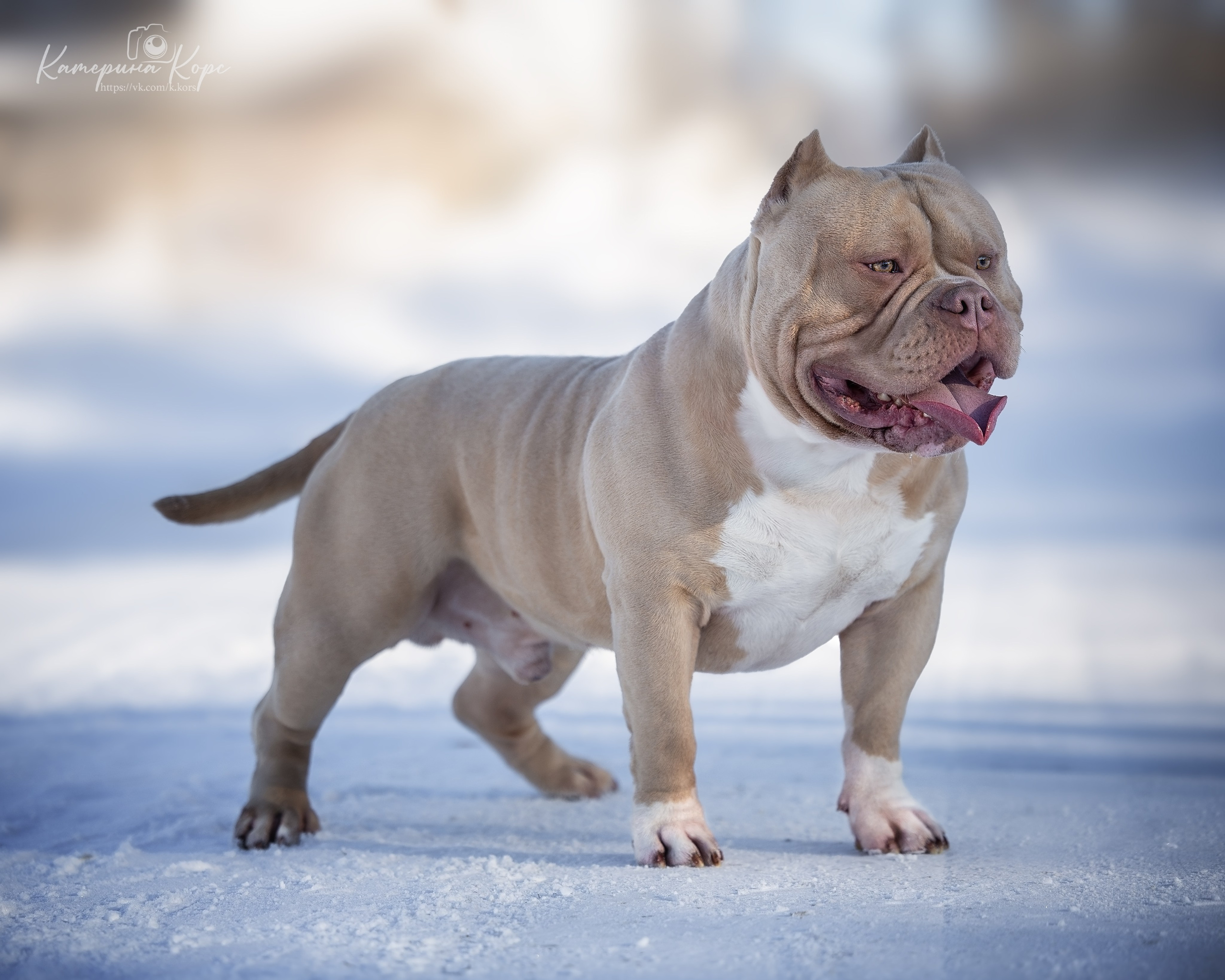 Американский булли A&A Эмир. Главная