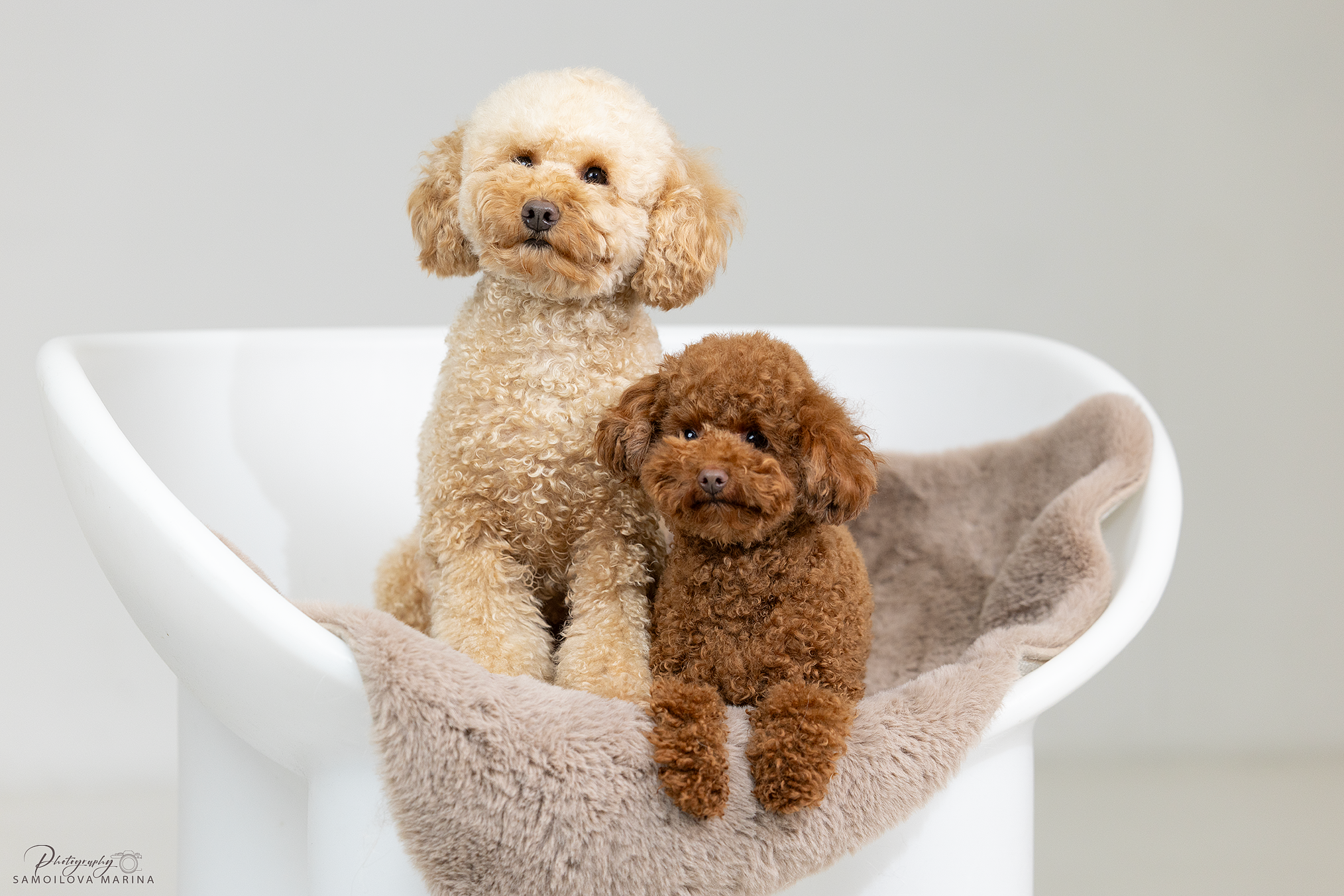 Студийная съёмка. Фотограф-анималист в Москве и МО Самойлова Марина