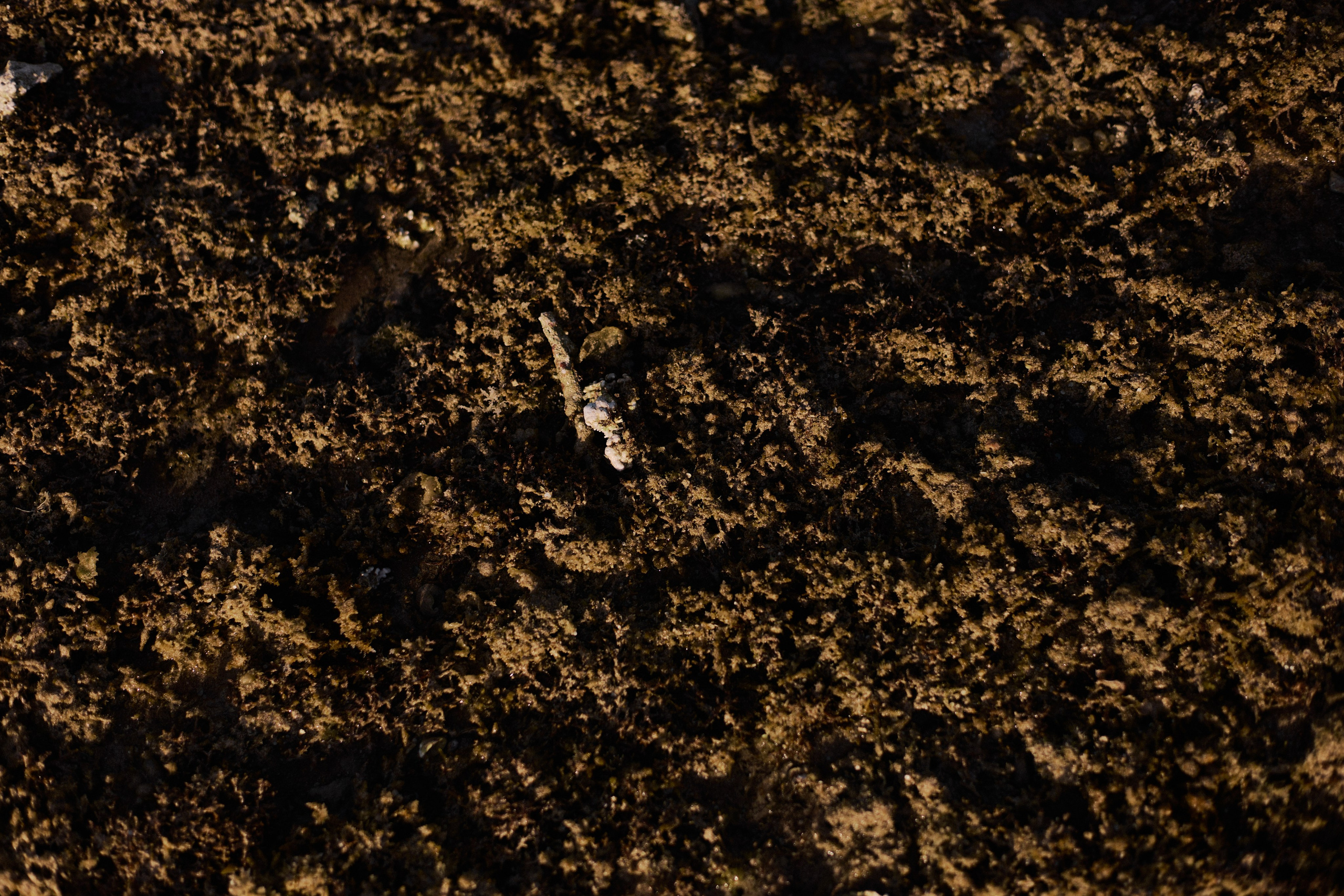 Другое 3. Jorgis Talè — photographer, kind person, teacher of arts and other mag