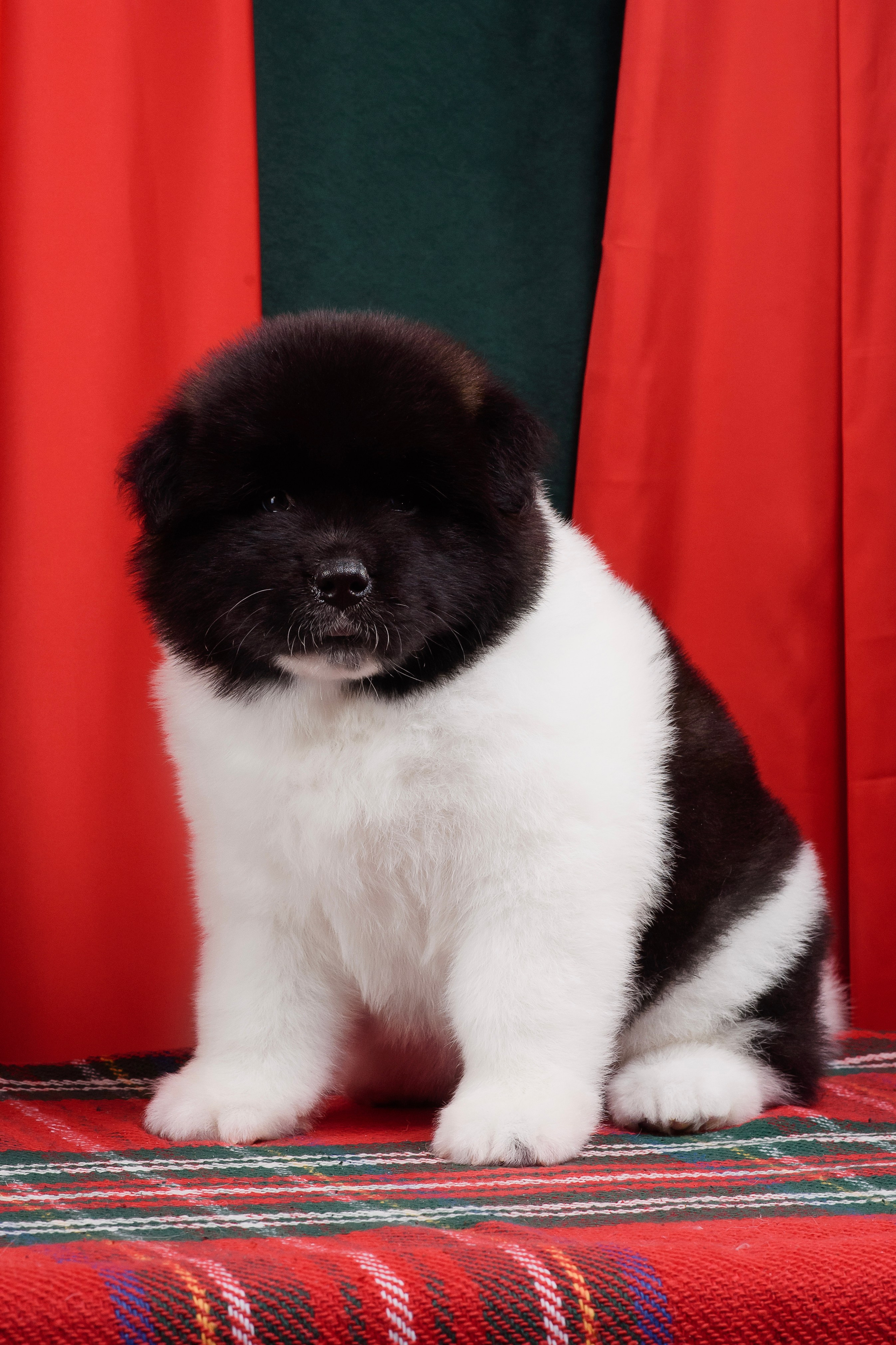 Щенки Американской Акиты. Фотограф — Анималист | Анна Абрамова