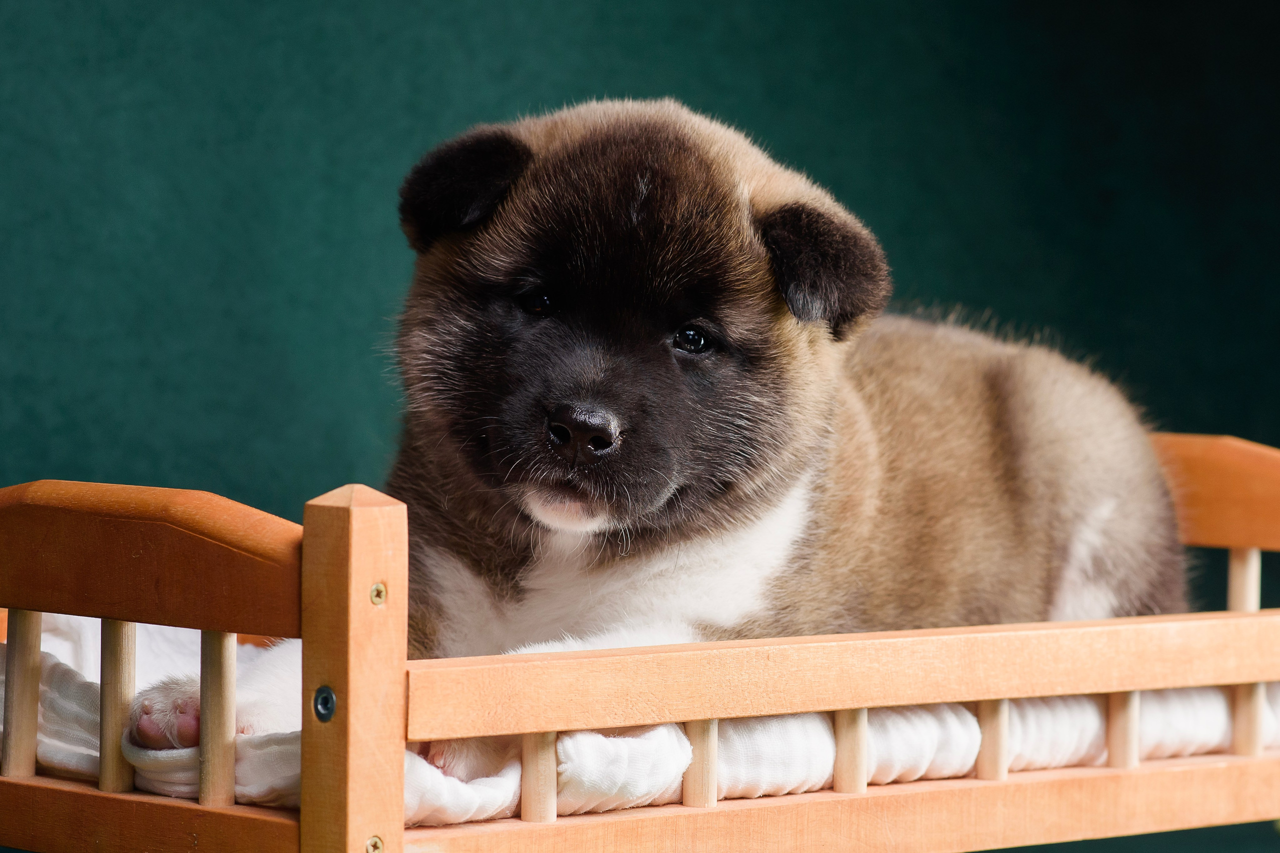 Щенки Американской Акиты. Фотограф — Анималист | Анна Абрамова