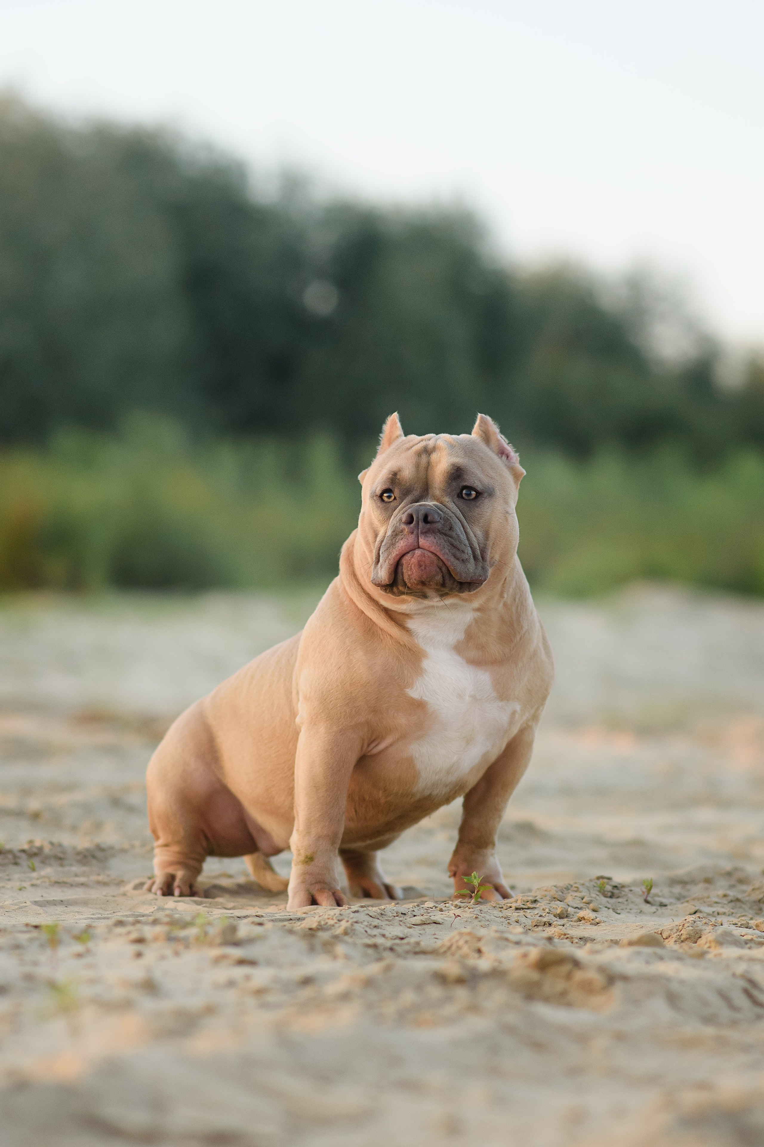 Аляска — Амбулли — 23.08.2024. Фотограф — Анималист | Анна Абрамова