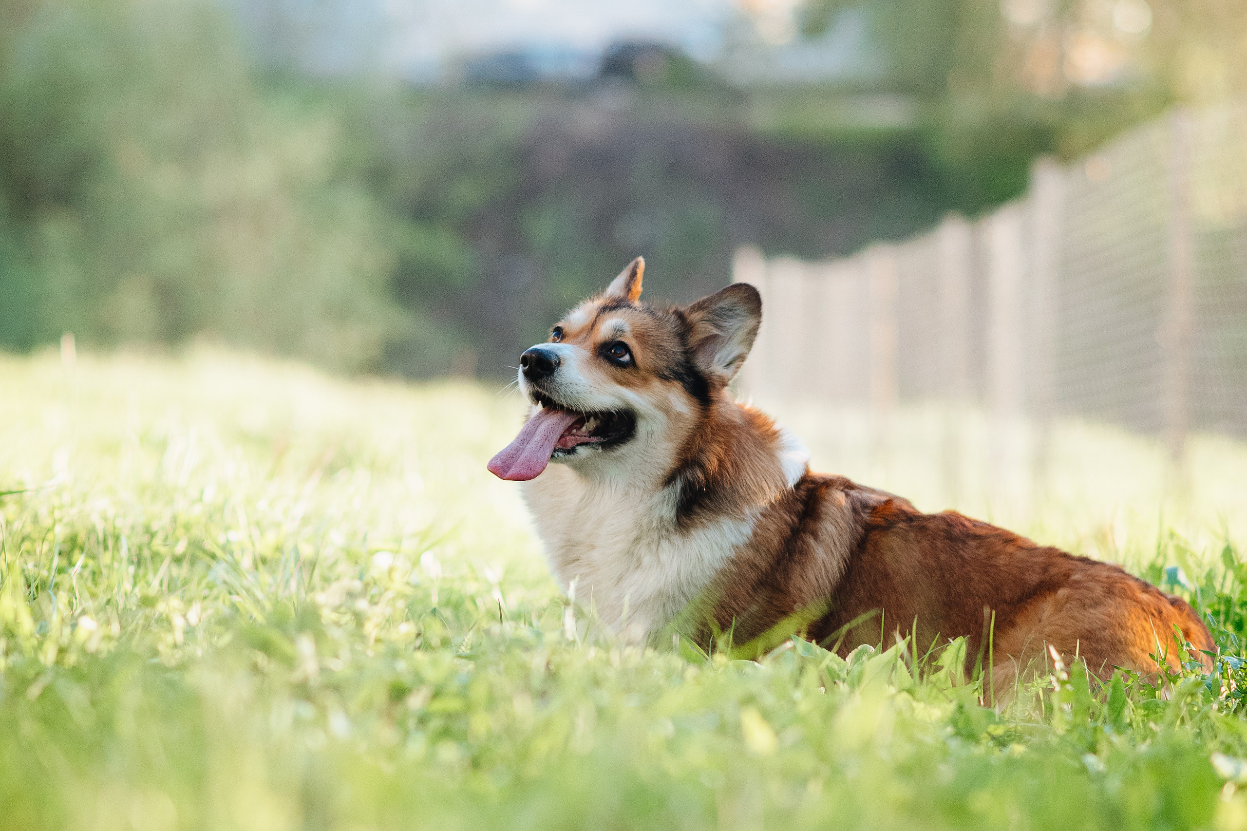 Трисс — 29.04.2024. Фотограф — Анималист | Анна Абрамова