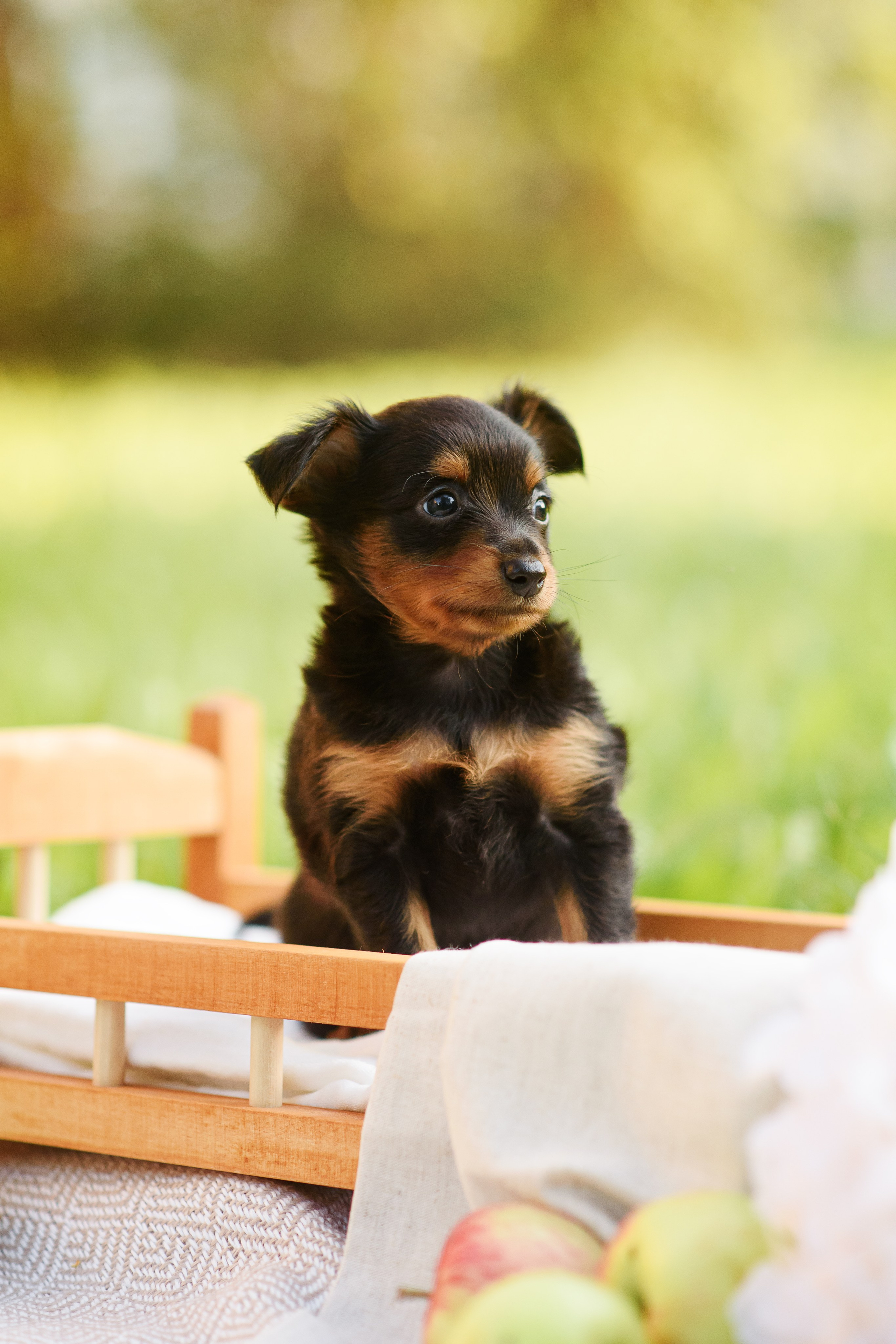 Щенки Пражских крысариков — 03.08.2024. Фотограф — Анималист | Анна Абрамова