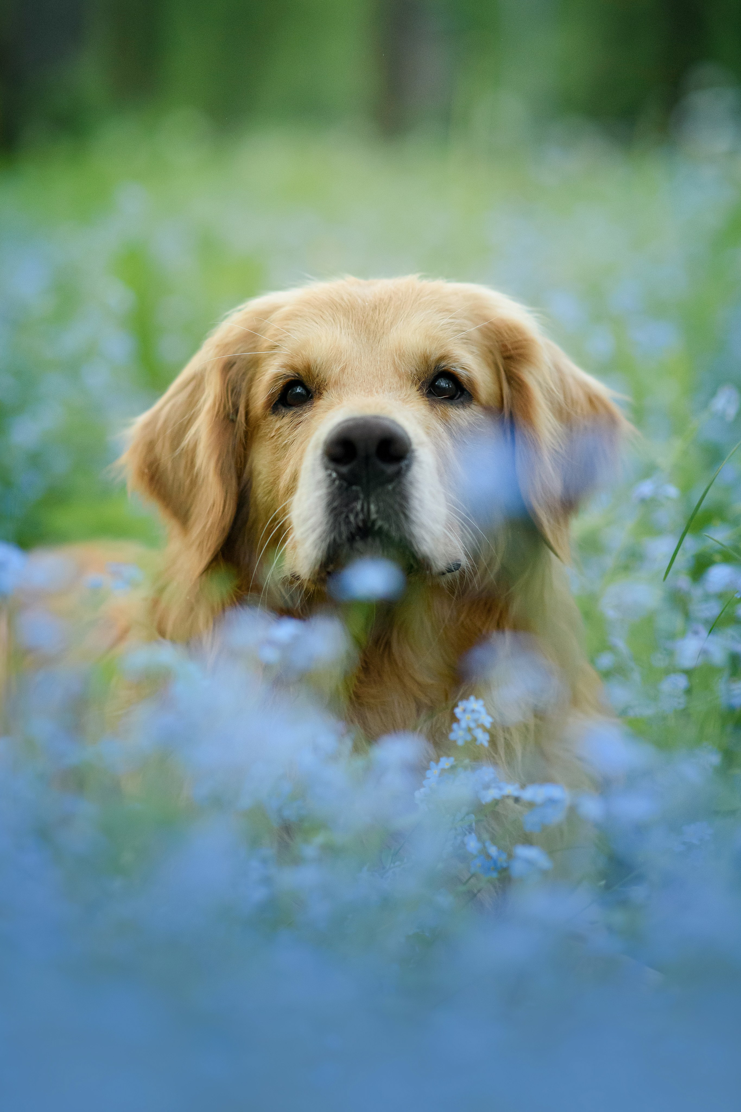 Степа, Йоки и Мята — 29.05.2024. Фотограф — Анималист | Анна Абрамова