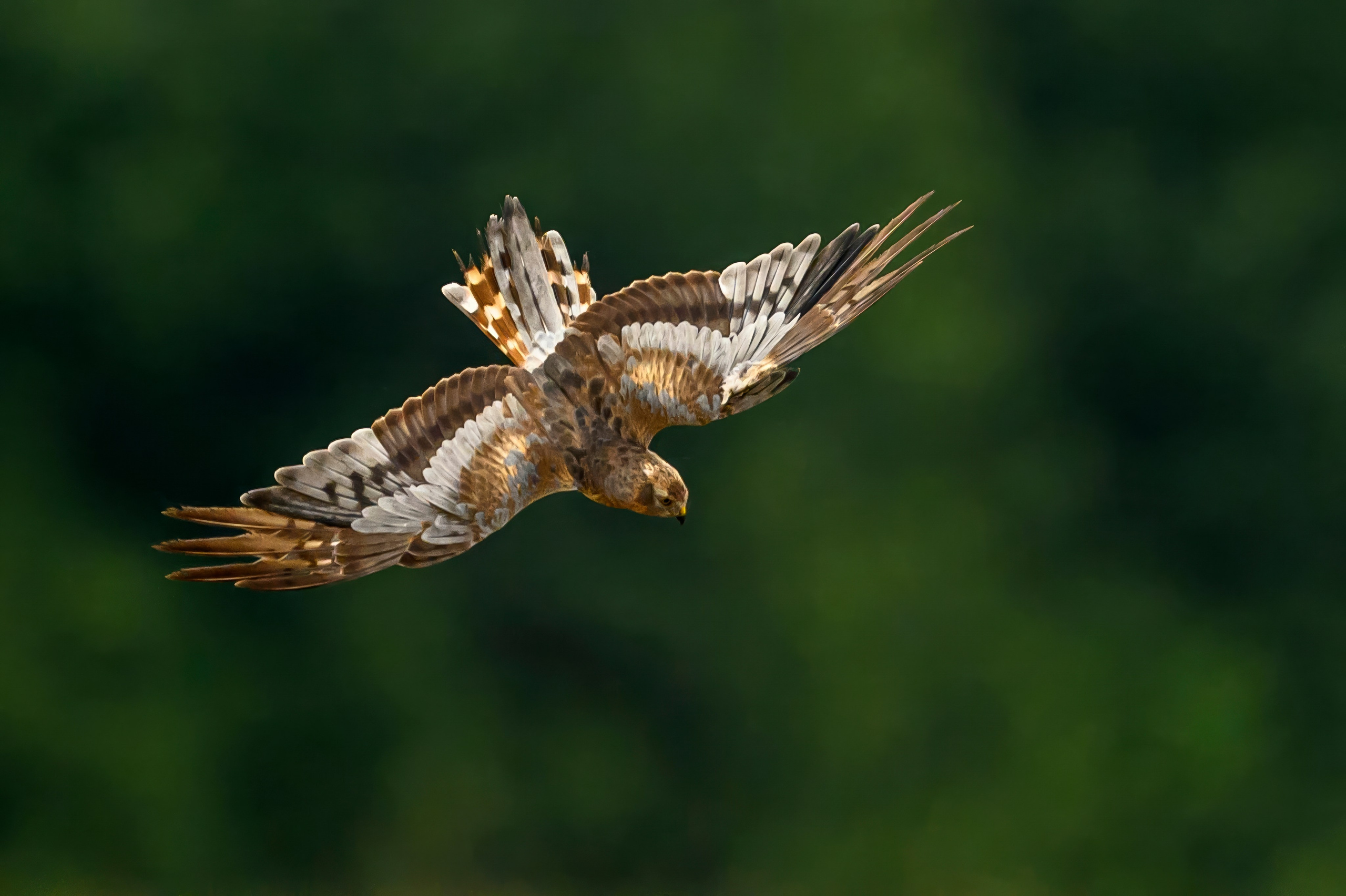Луни. Wildlife photography by Sergey Puponin