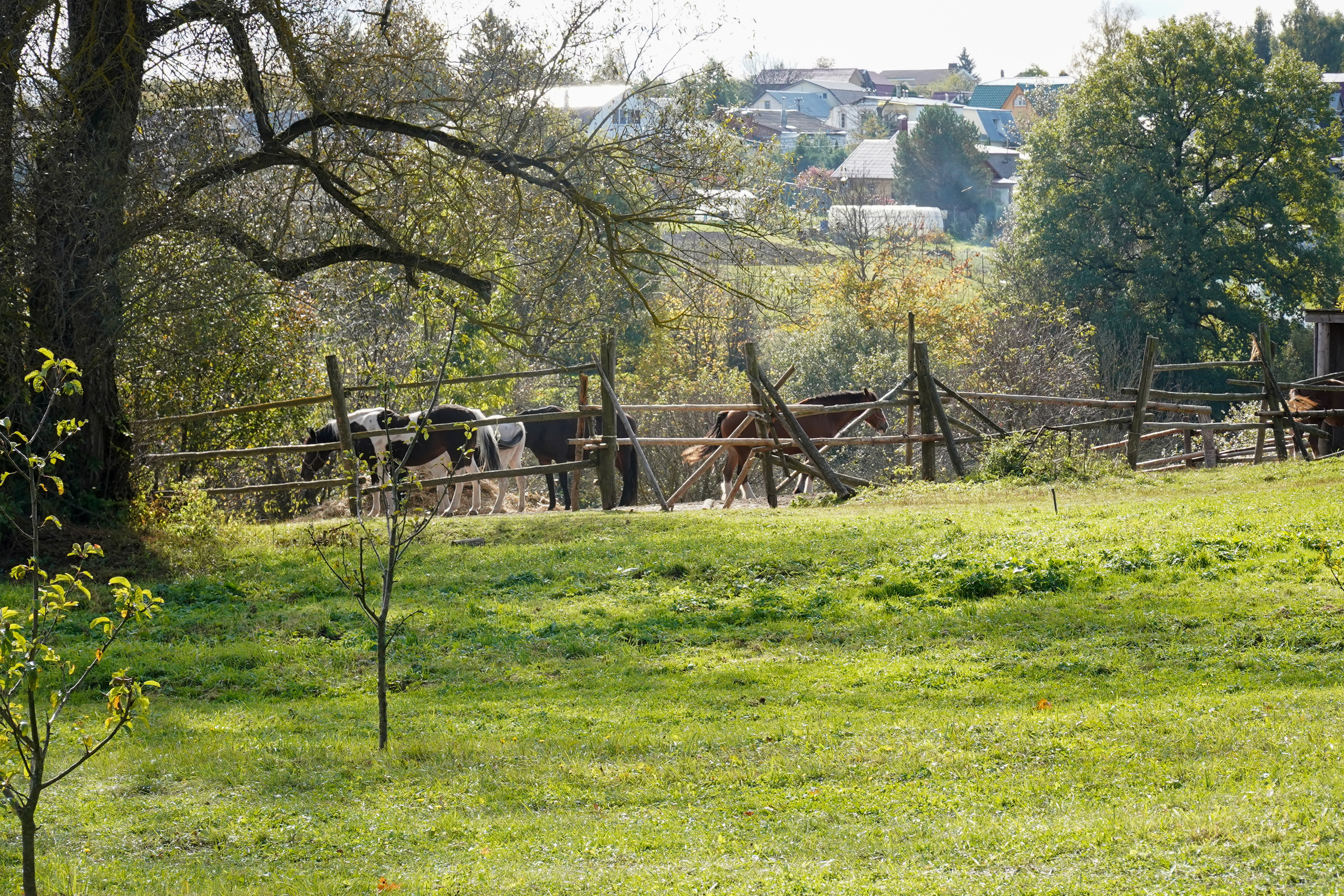 Ясная поляна