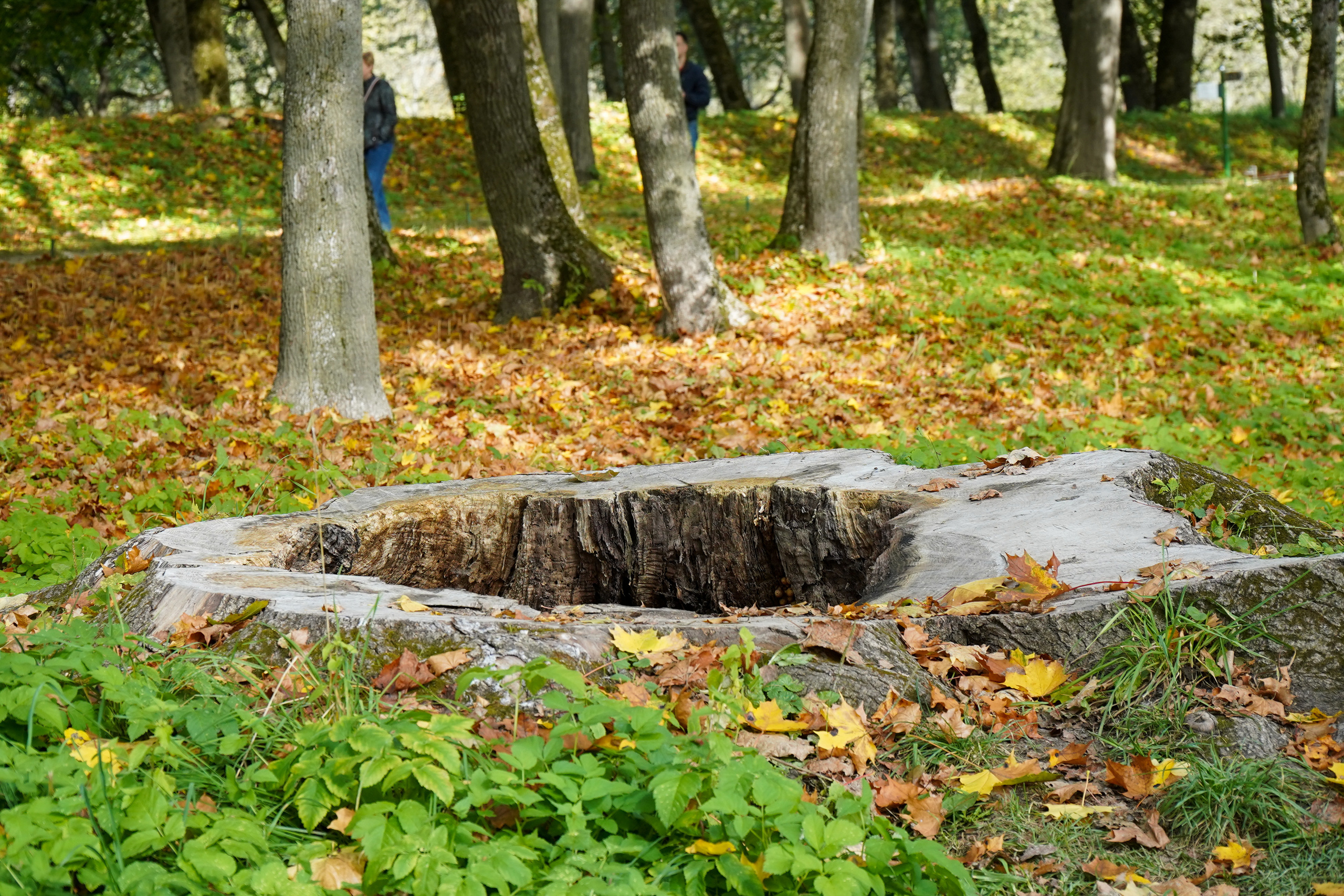 Ясная поляна