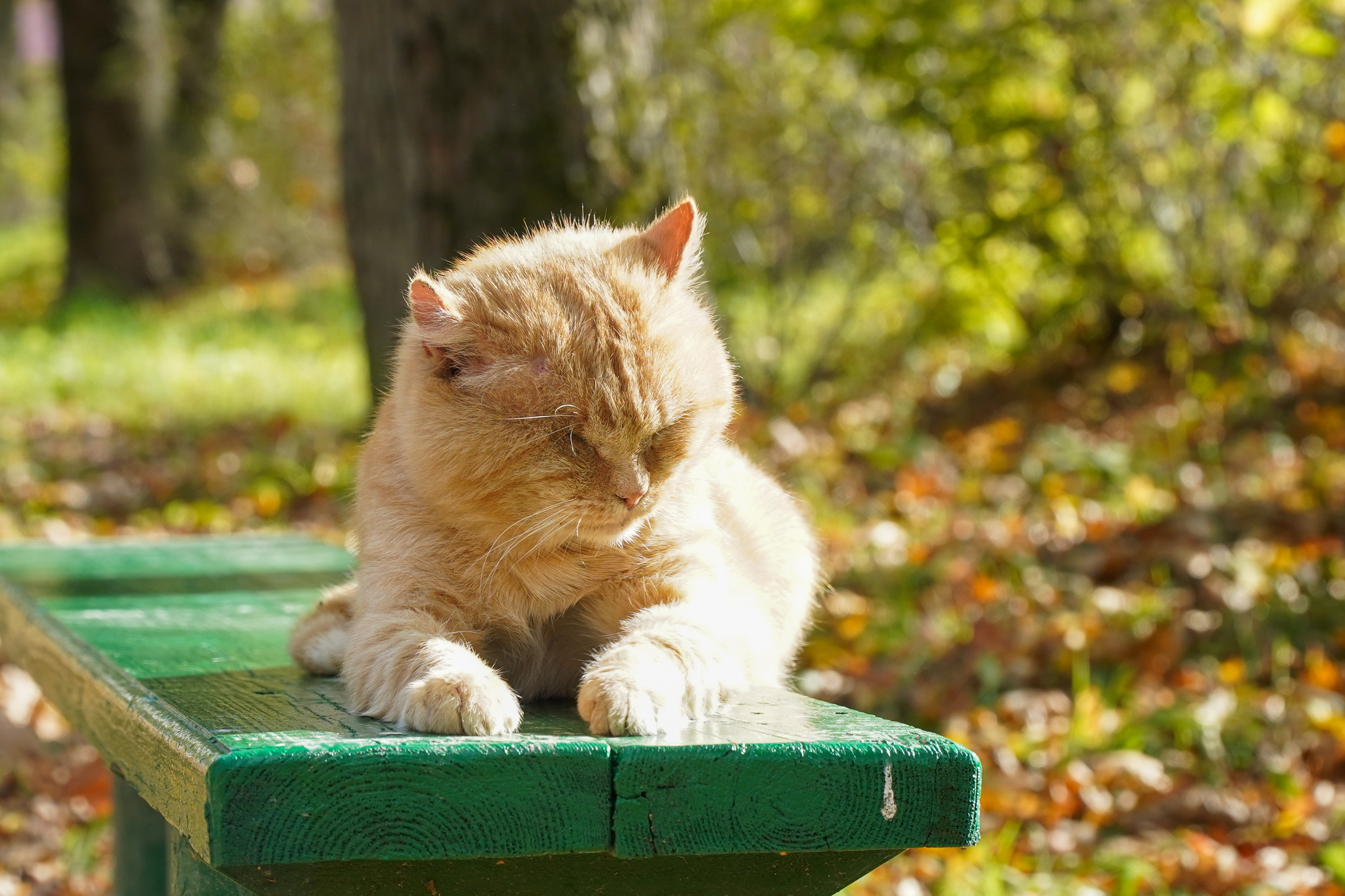 Ясная поляна