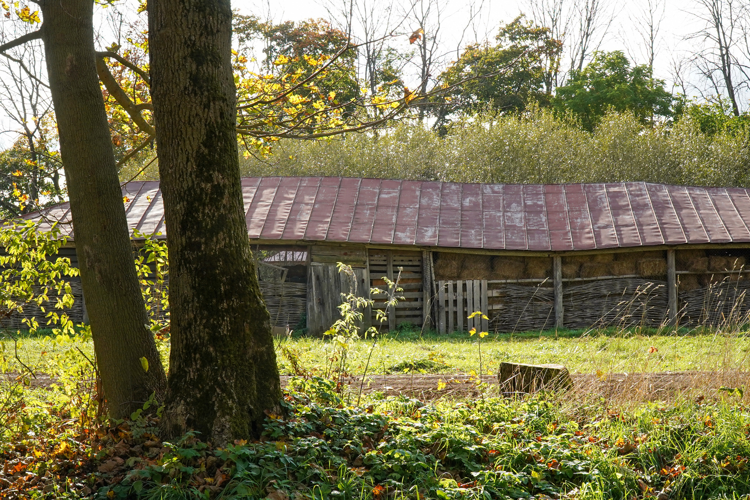 Ясная поляна