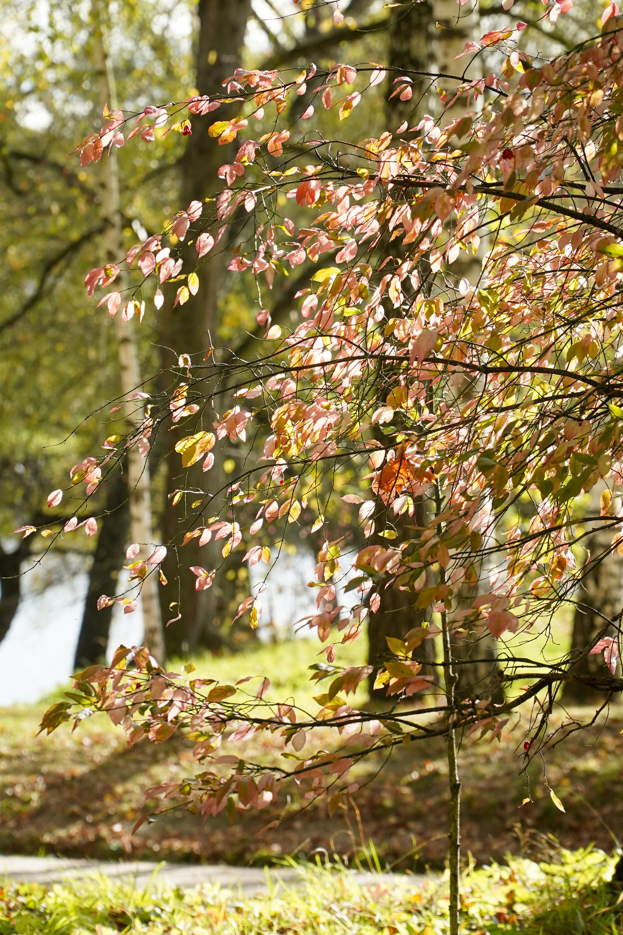 Ясная поляна