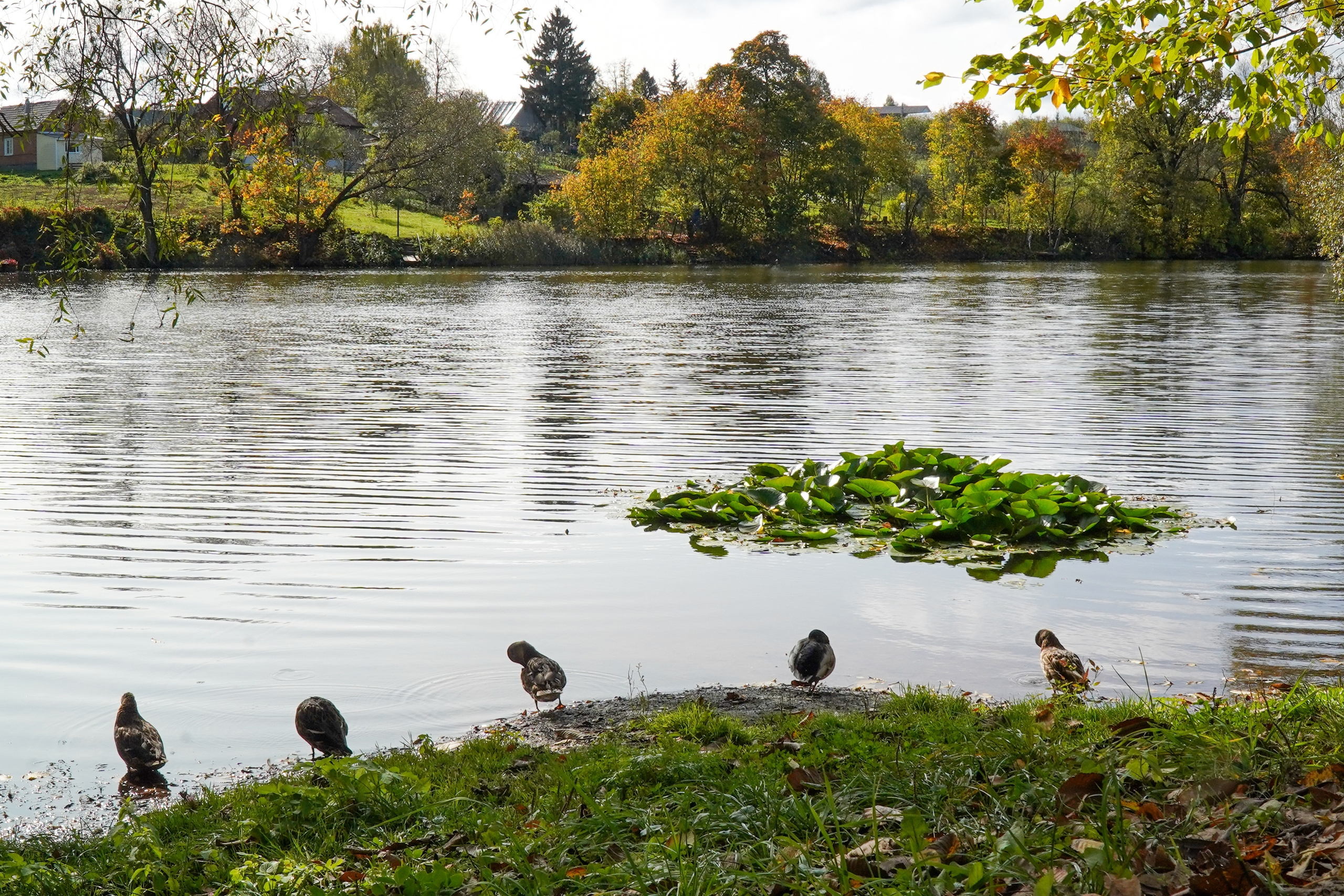 Ясная поляна