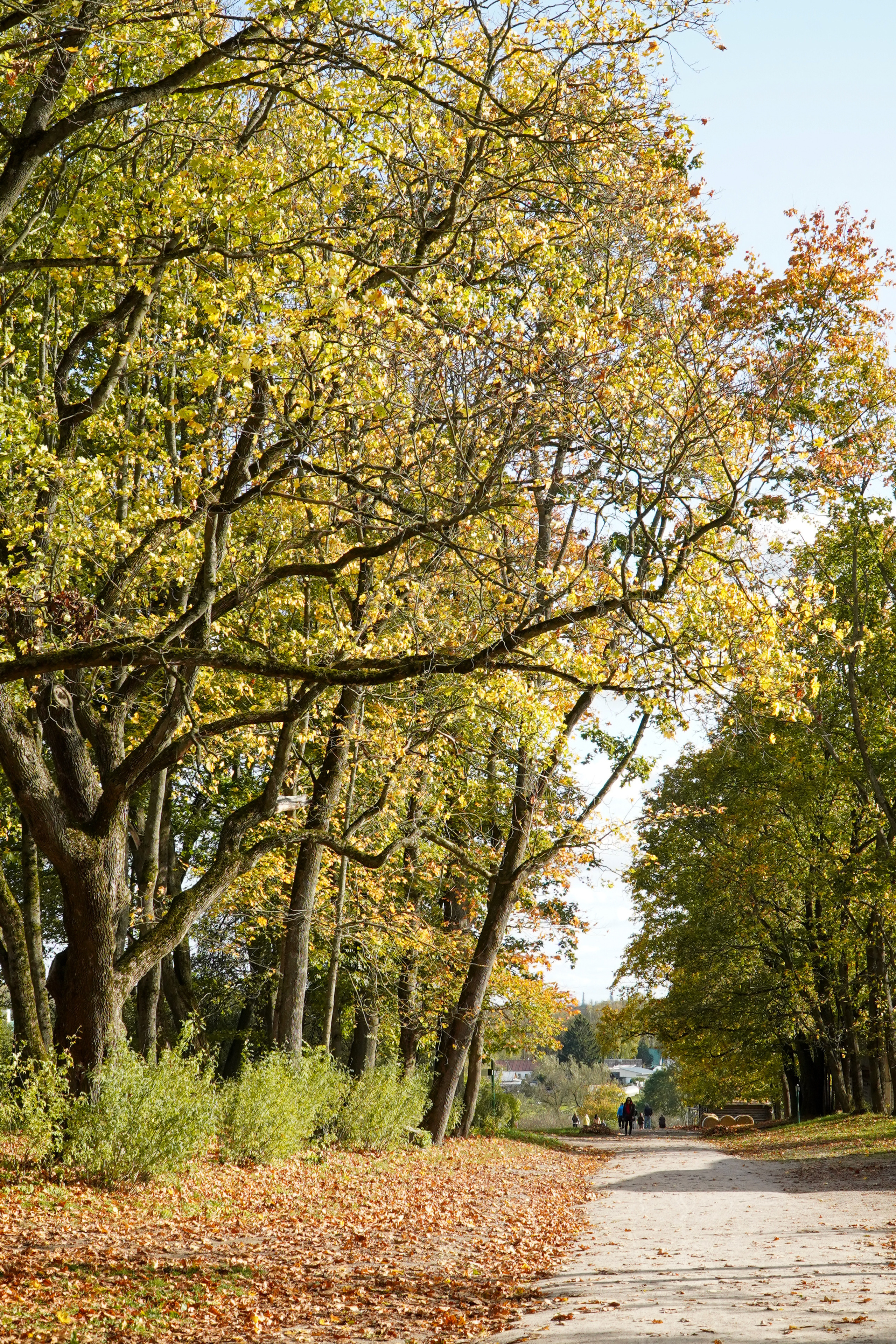 Ясная поляна