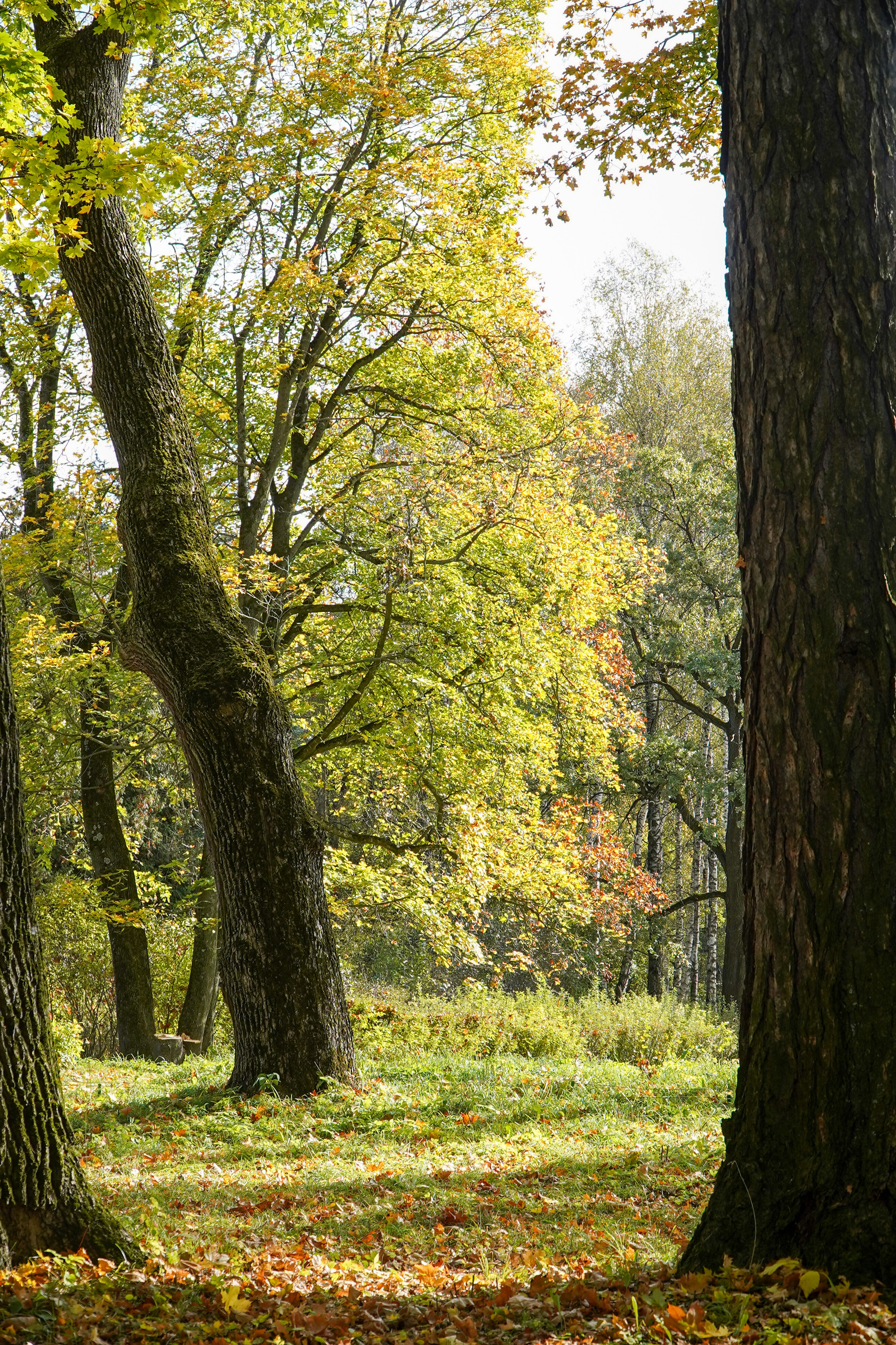 Ясная поляна